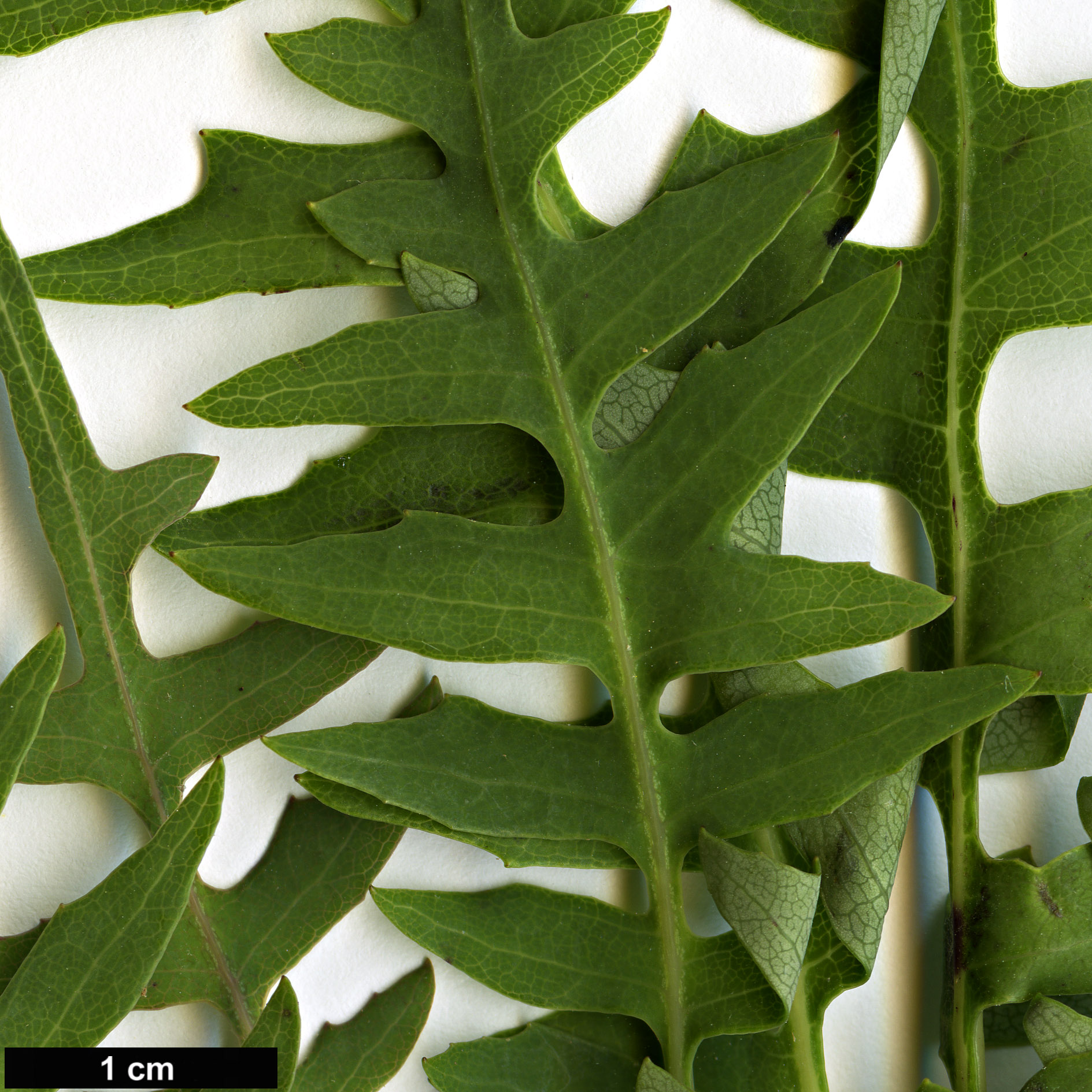 High resolution image: Family: Asteraceae - Genus: Sonchus - Taxon: pinnatus