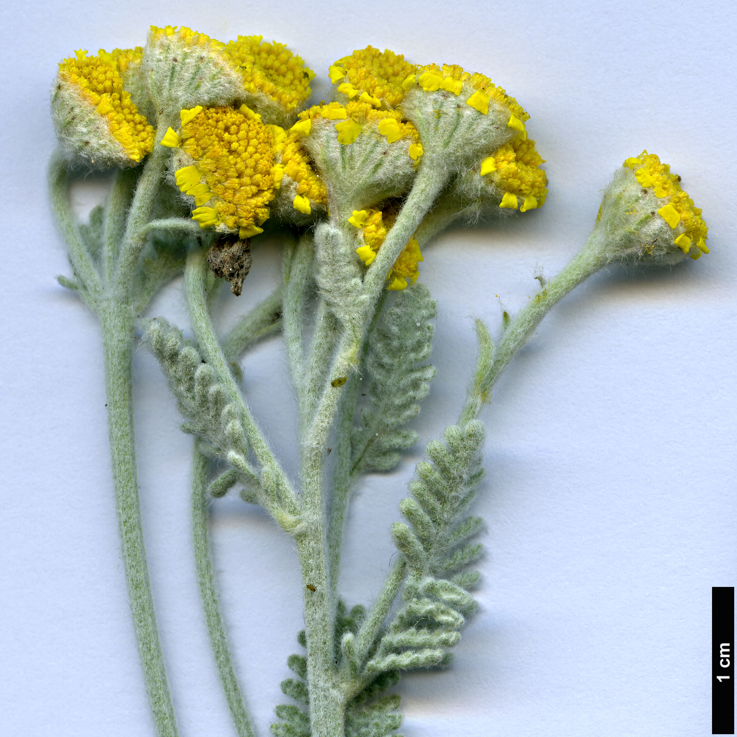 High resolution image: Family: Asteraceae - Genus: Tanacetum - Taxon: densum