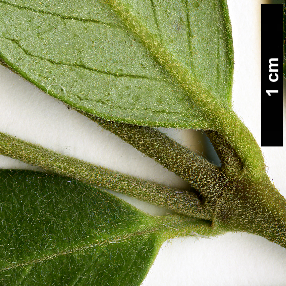 High resolution image: Family: Atherospermataceae - Genus: Atherosperma - Taxon: moschatum