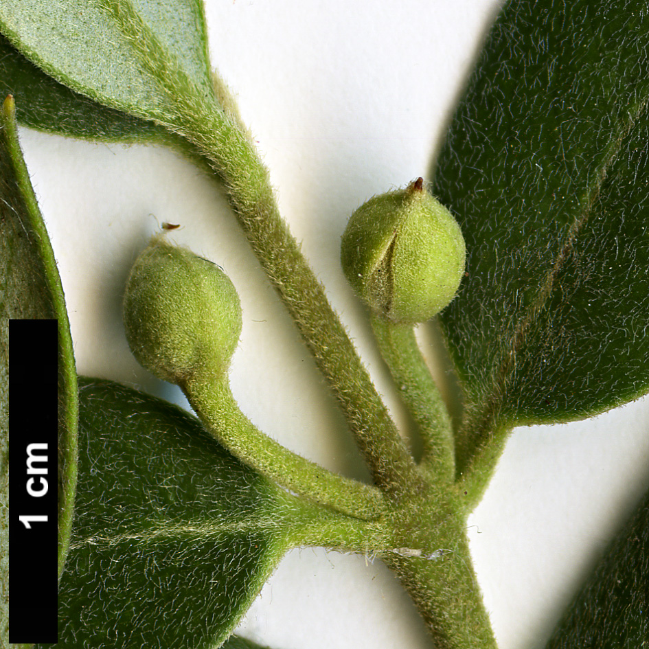 High resolution image: Family: Atherospermataceae - Genus: Atherosperma - Taxon: moschatum