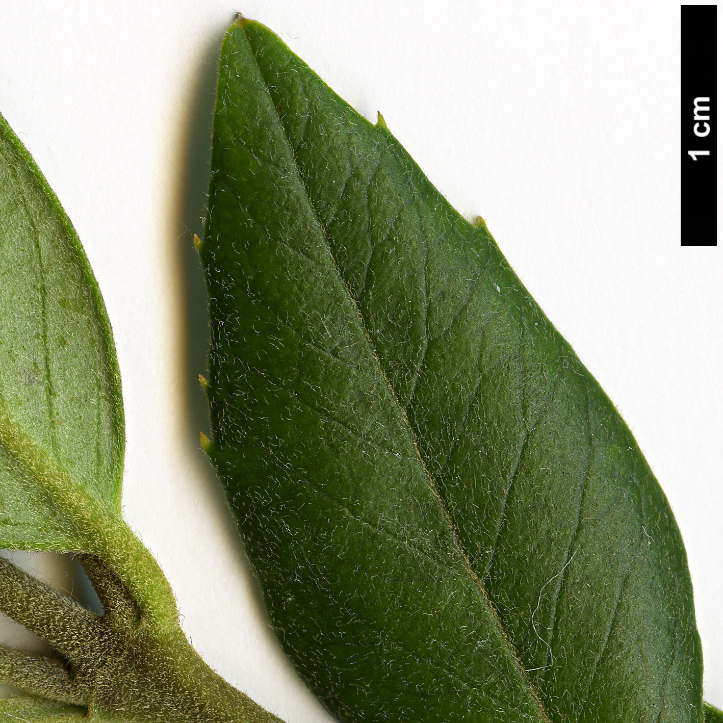 High resolution image: Family: Atherospermataceae - Genus: Atherosperma - Taxon: moschatum