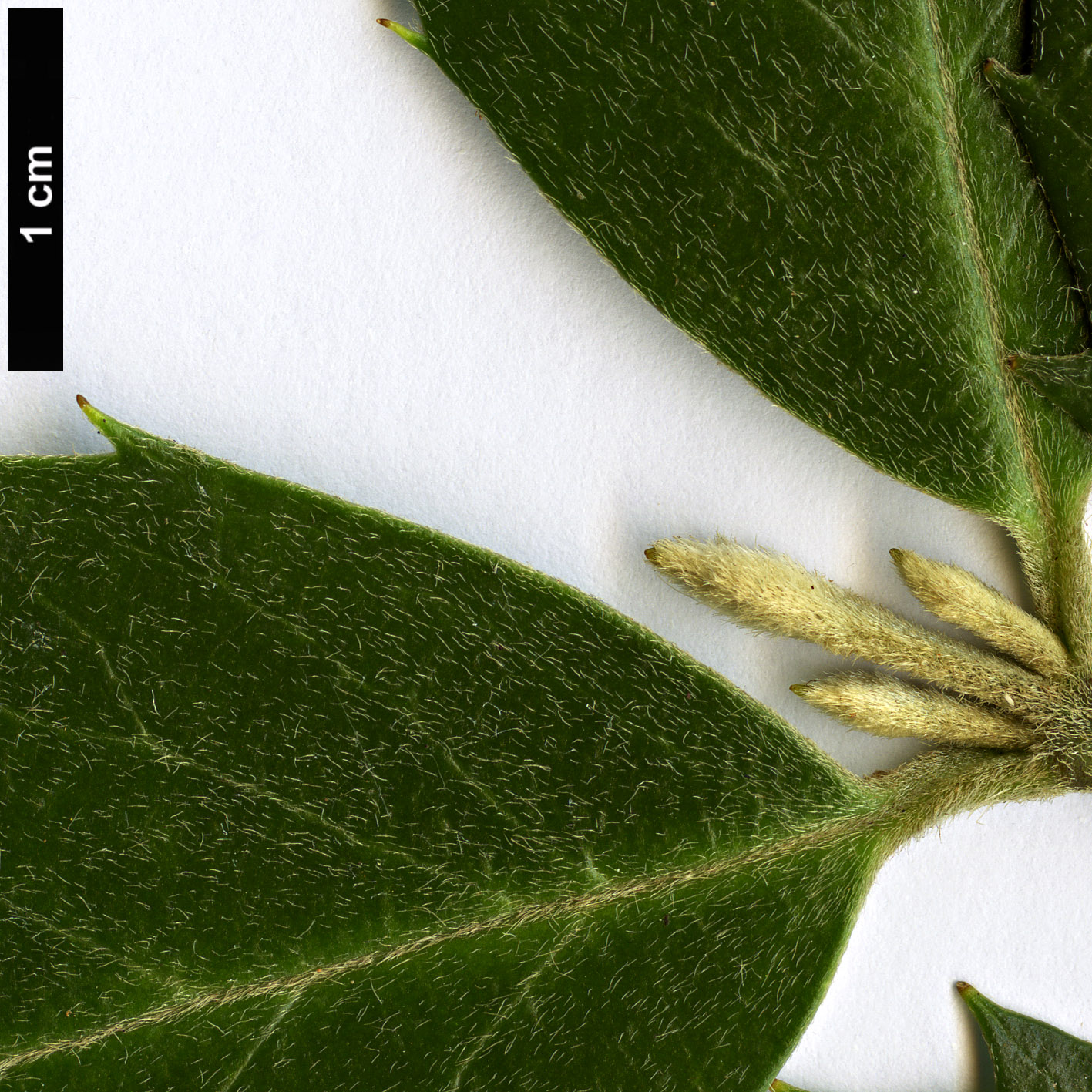 High resolution image: Family: Atherospermataceae - Genus: Atherosperma - Taxon: moschatum - SpeciesSub: subsp.moschatum