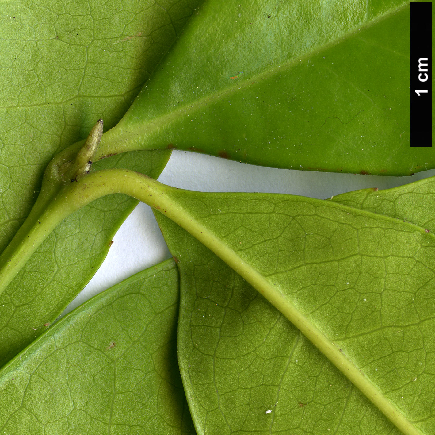 High resolution image: Family: Atherospermataceae - Genus: Doryphora - Taxon: aromatica