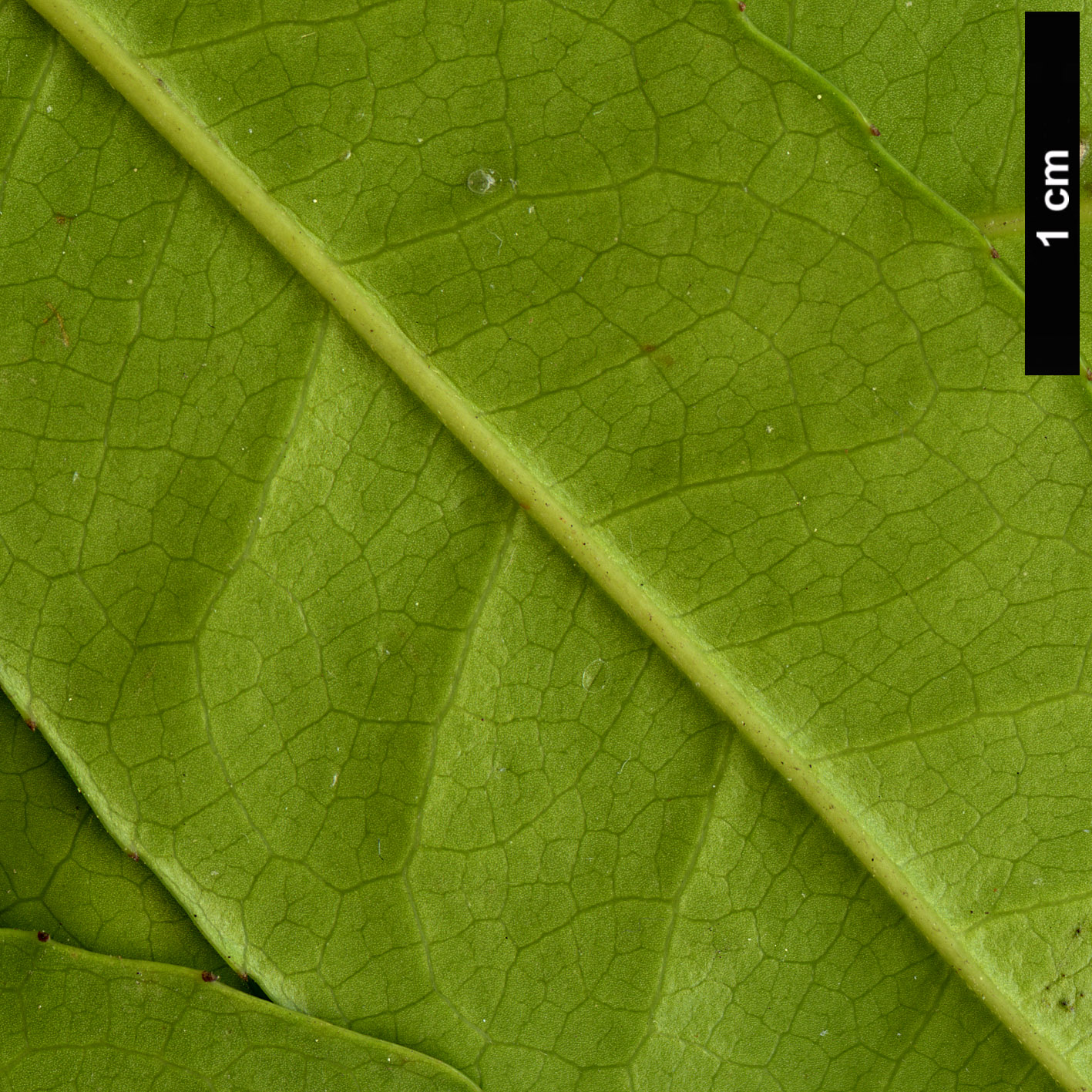 High resolution image: Family: Atherospermataceae - Genus: Doryphora - Taxon: aromatica