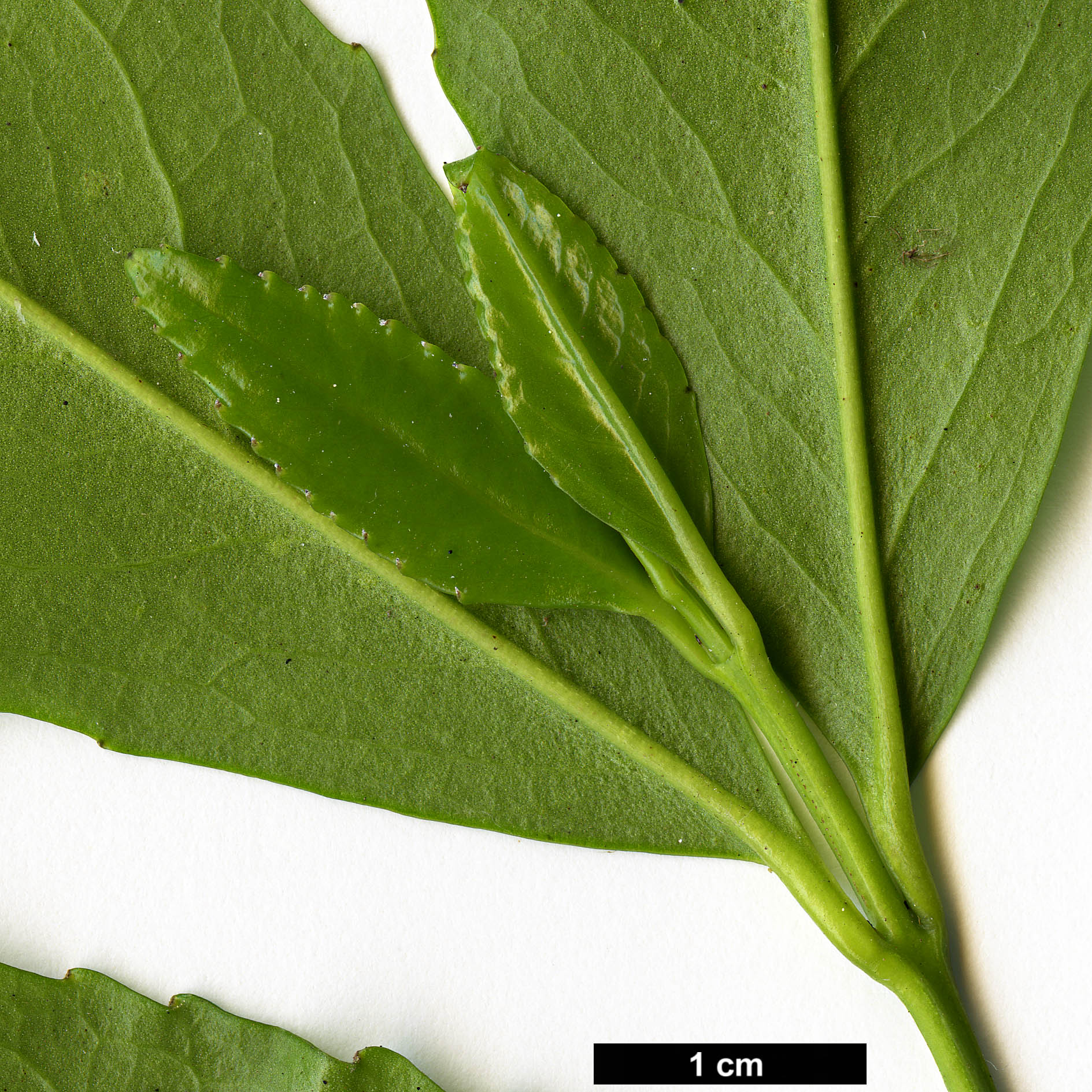 High resolution image: Family: Atherospermataceae - Genus: Laurelia - Taxon: sempervirens