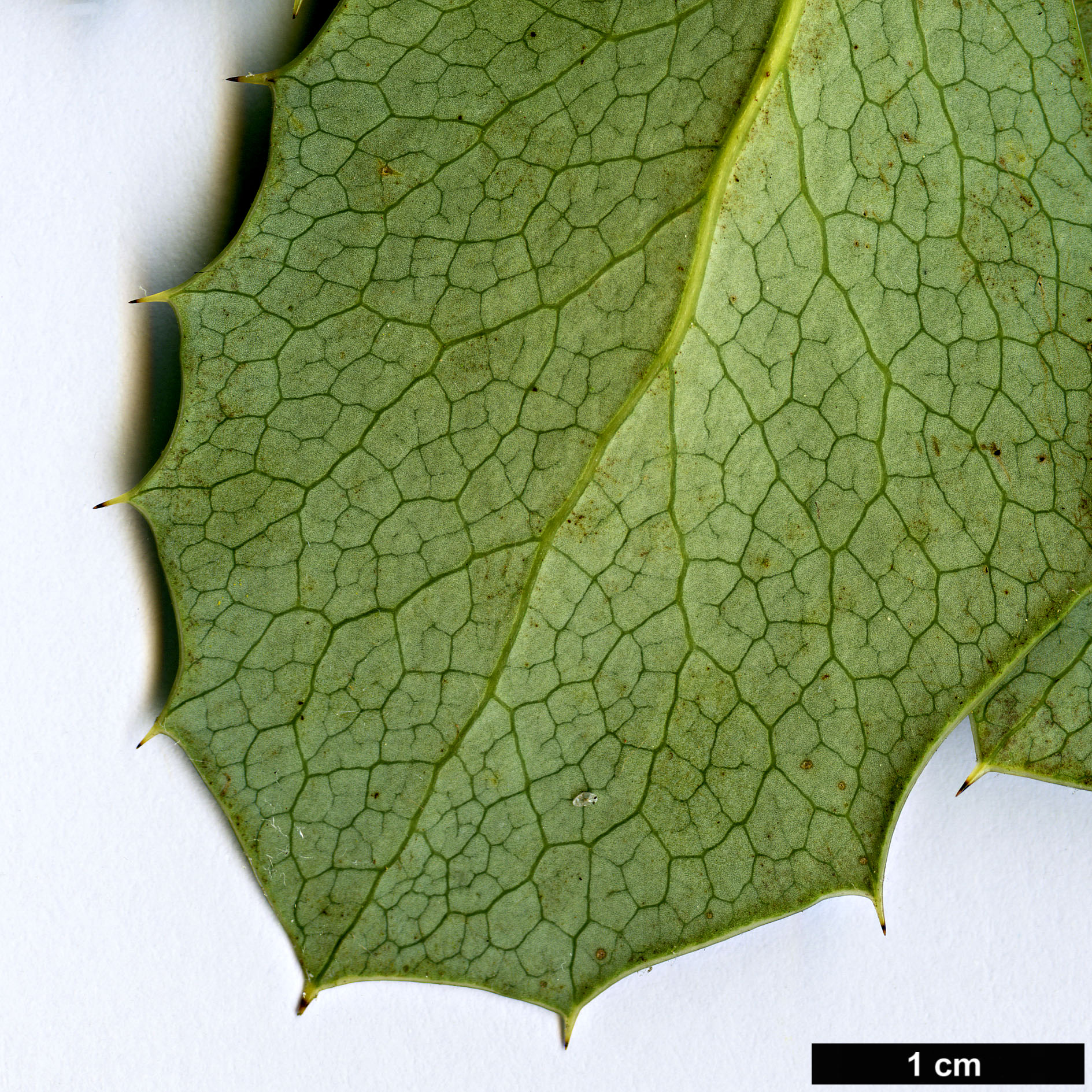 High resolution image: Family: Berberidaceae - Genus: Berberis - Taxon: asiatica