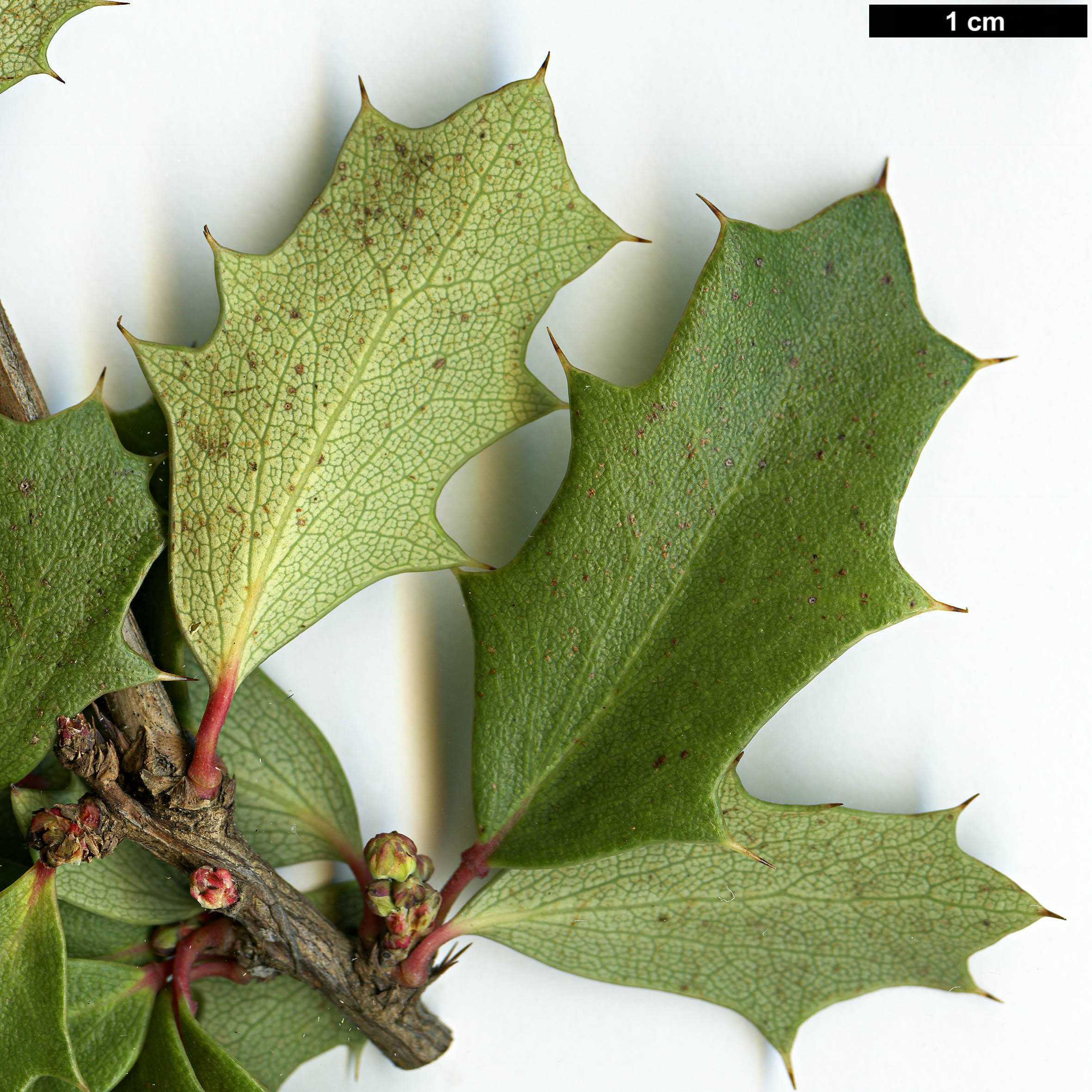 High resolution image: Family: Berberidaceae - Genus: Berberis - Taxon: chilensis