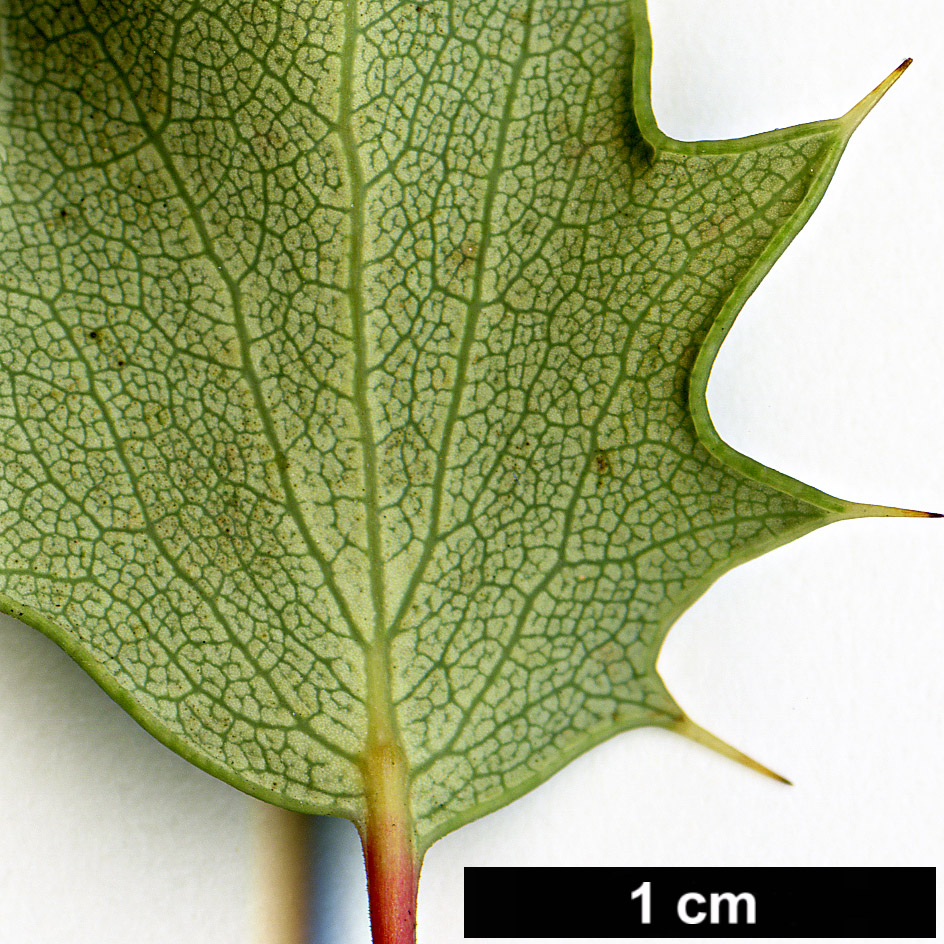 High resolution image: Family: Berberidaceae - Genus: Berberis - Taxon: chilensis