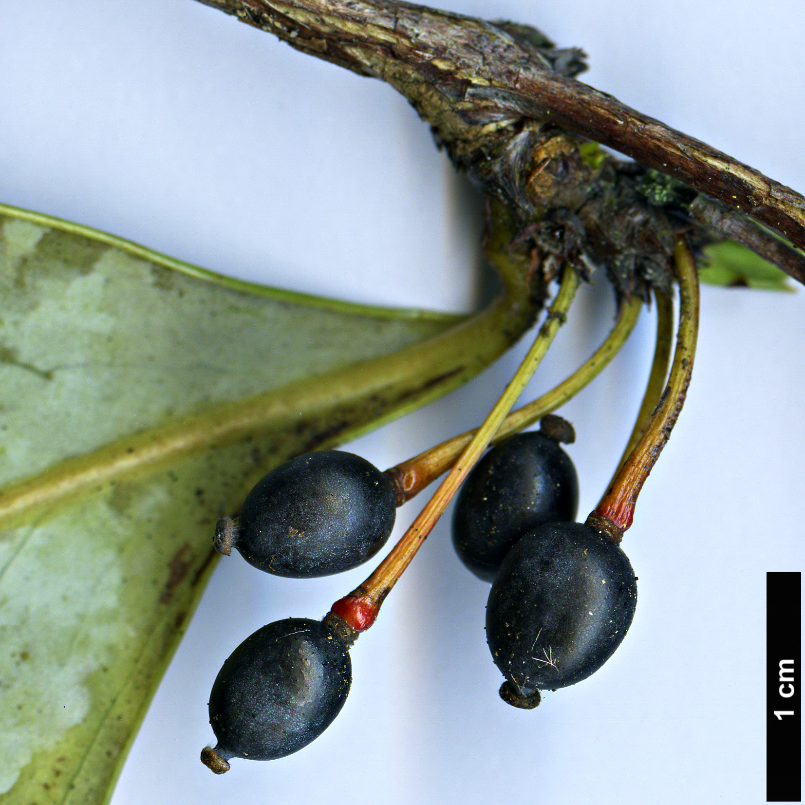 High resolution image: Family: Berberidaceae - Genus: Berberis - Taxon: hypokerina