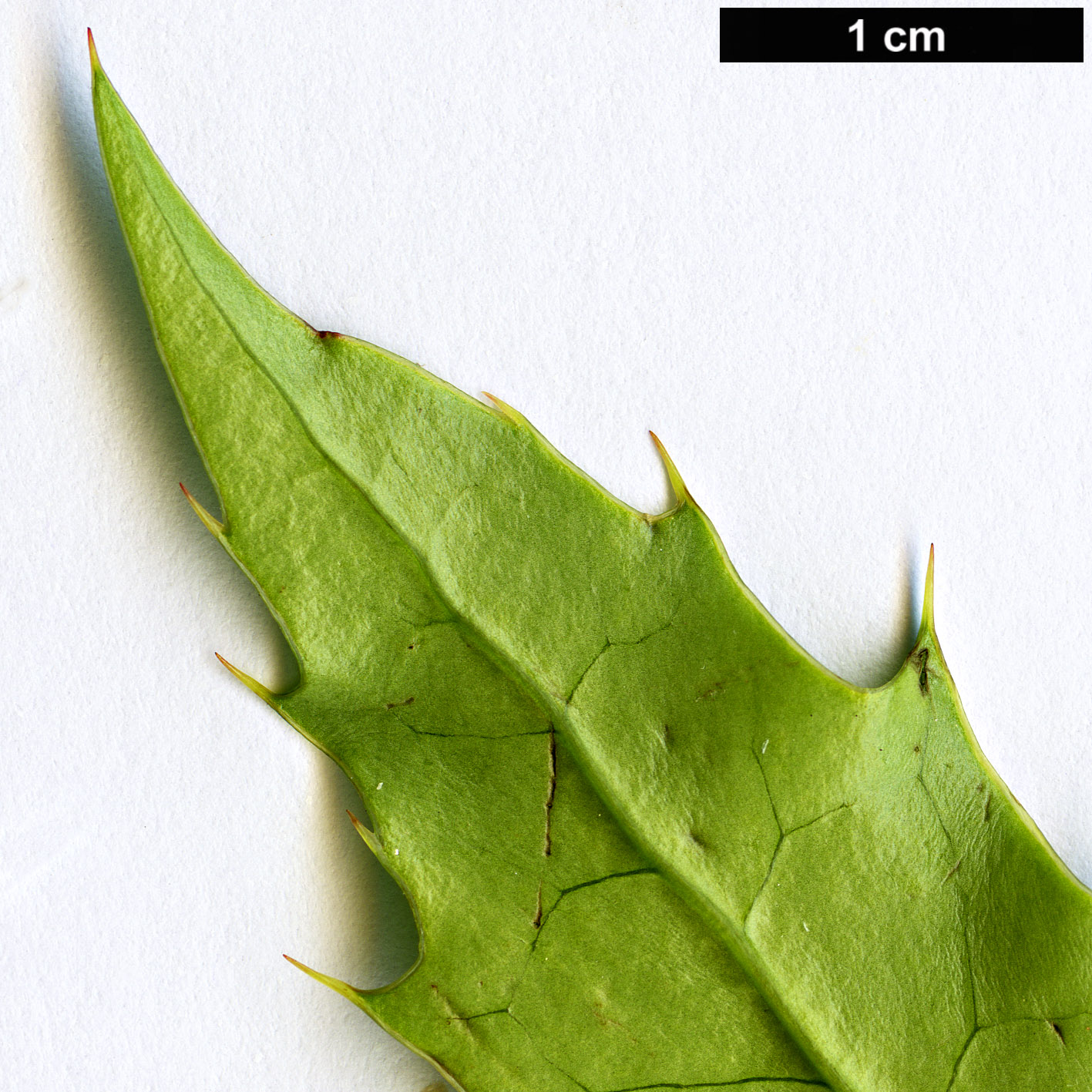 High resolution image: Family: Berberidaceae - Genus: Berberis - Taxon: insignis