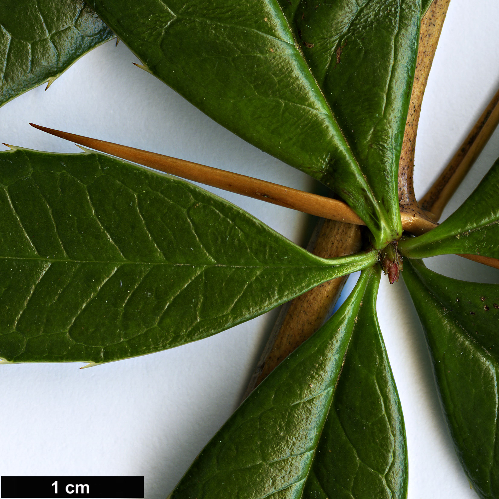 High resolution image: Family: Berberidaceae - Genus: Berberis - Taxon: manipurana