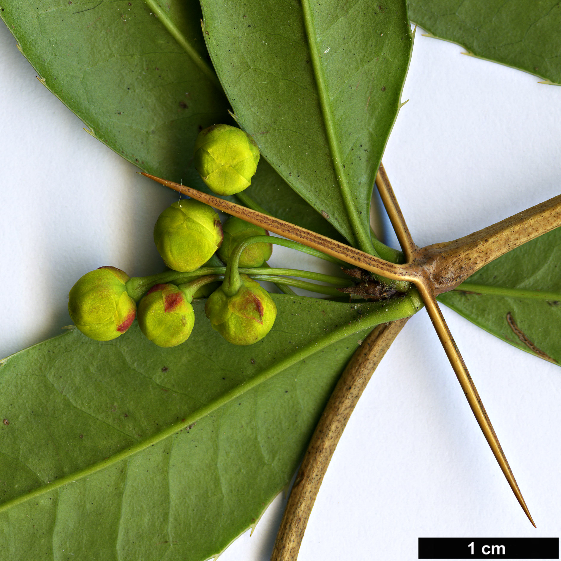 High resolution image: Family: Berberidaceae - Genus: Berberis - Taxon: manipurana