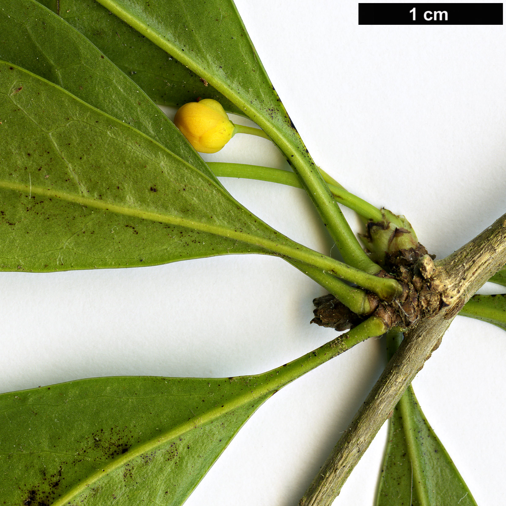 High resolution image: Family: Berberidaceae - Genus: Berberis - Taxon: valdiviana