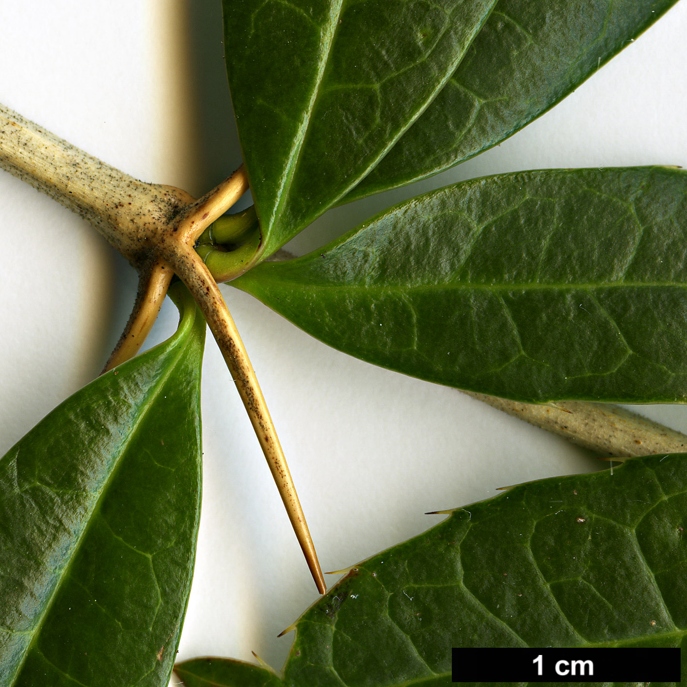 High resolution image: Family: Berberidaceae - Genus: Berberis - Taxon: wallichiana