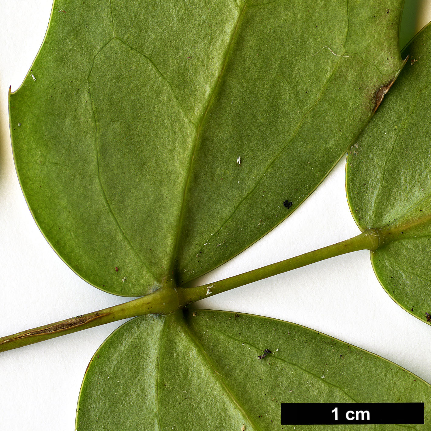 High resolution image: Family: Berberidaceae - Genus: Mahonia - Taxon: acanthifolia