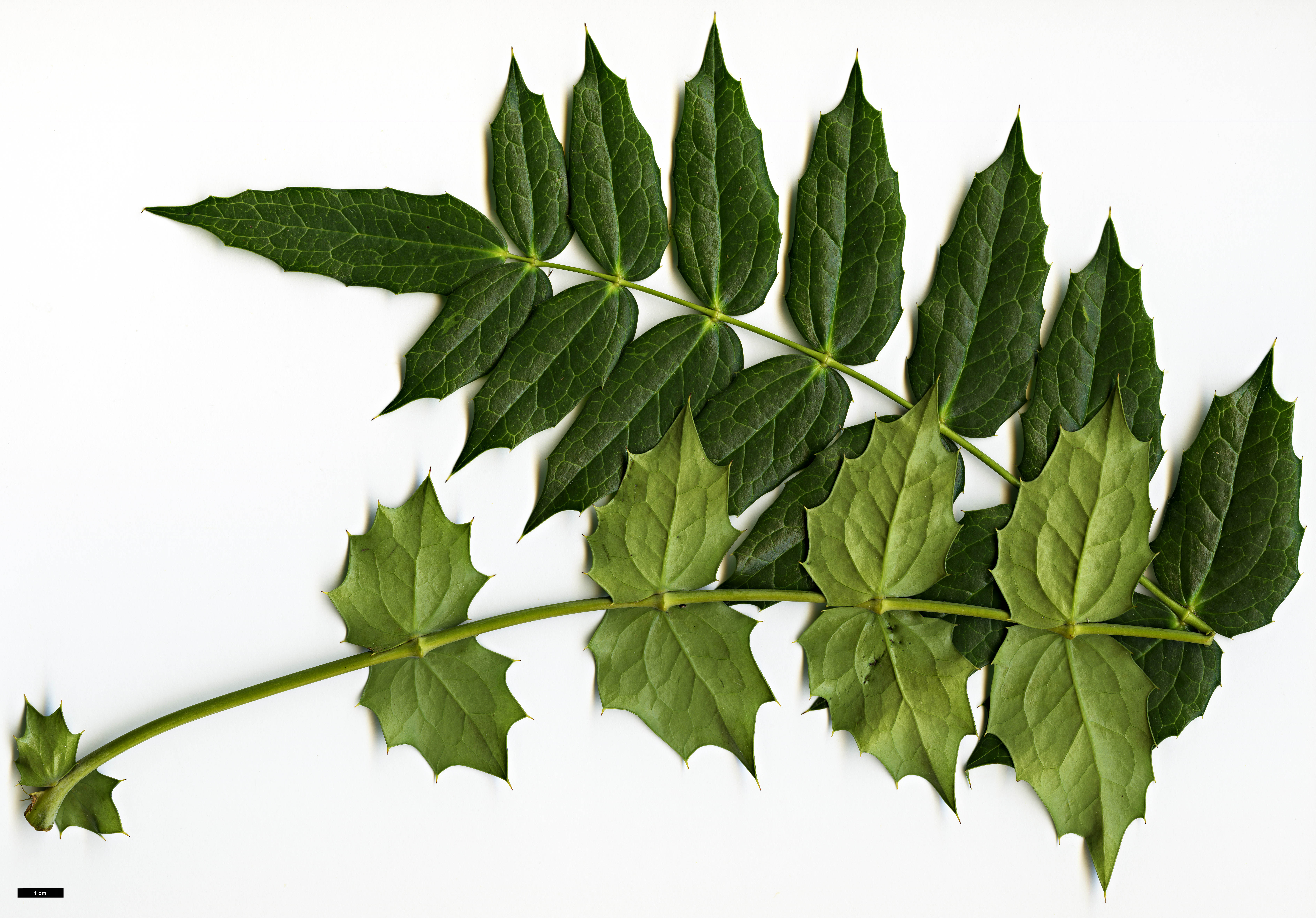 High resolution image: Family: Berberidaceae - Genus: Mahonia - Taxon: acanthifolia