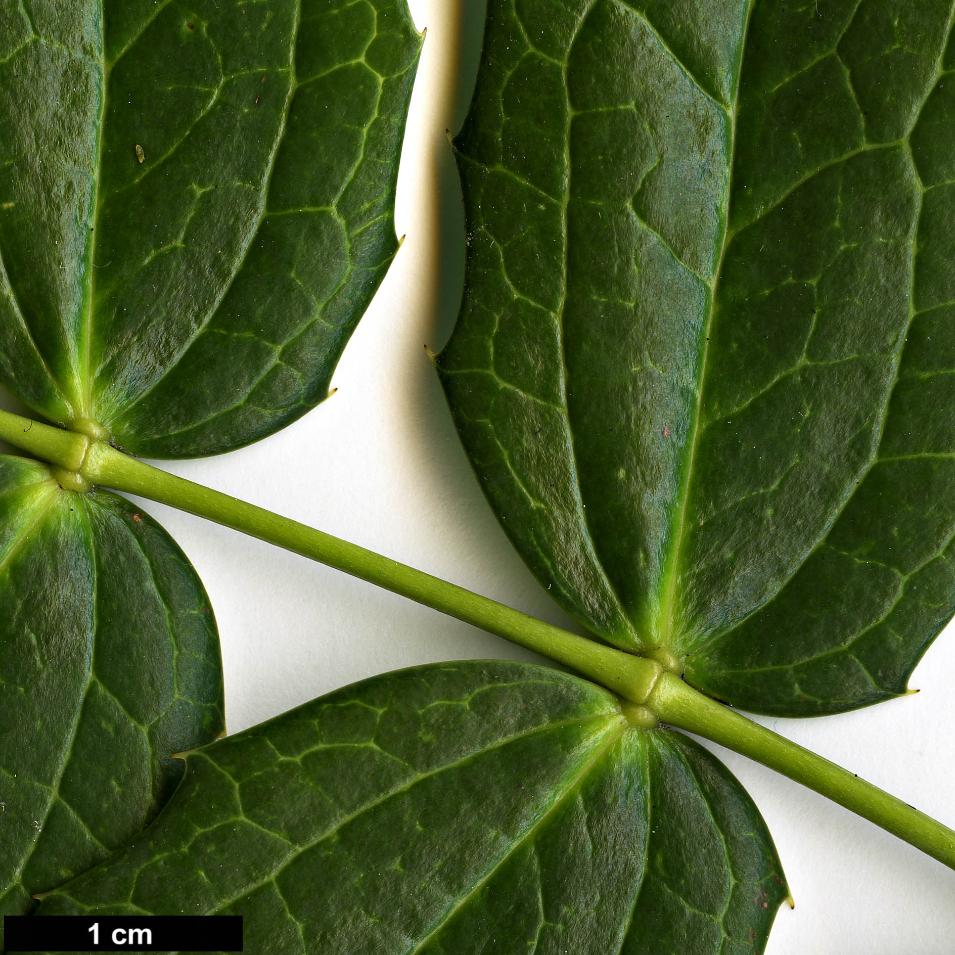 High resolution image: Family: Berberidaceae - Genus: Mahonia - Taxon: acanthifolia