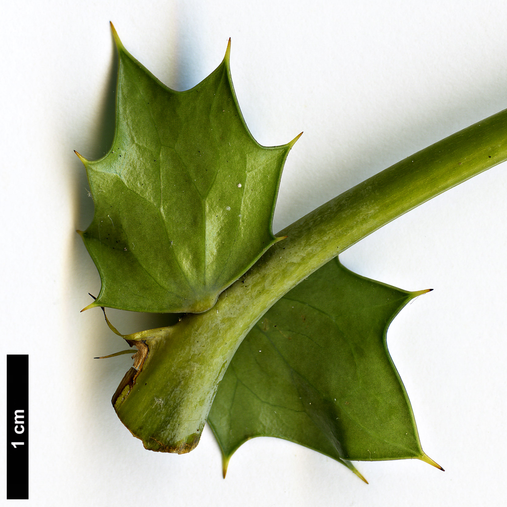 High resolution image: Family: Berberidaceae - Genus: Mahonia - Taxon: acanthifolia