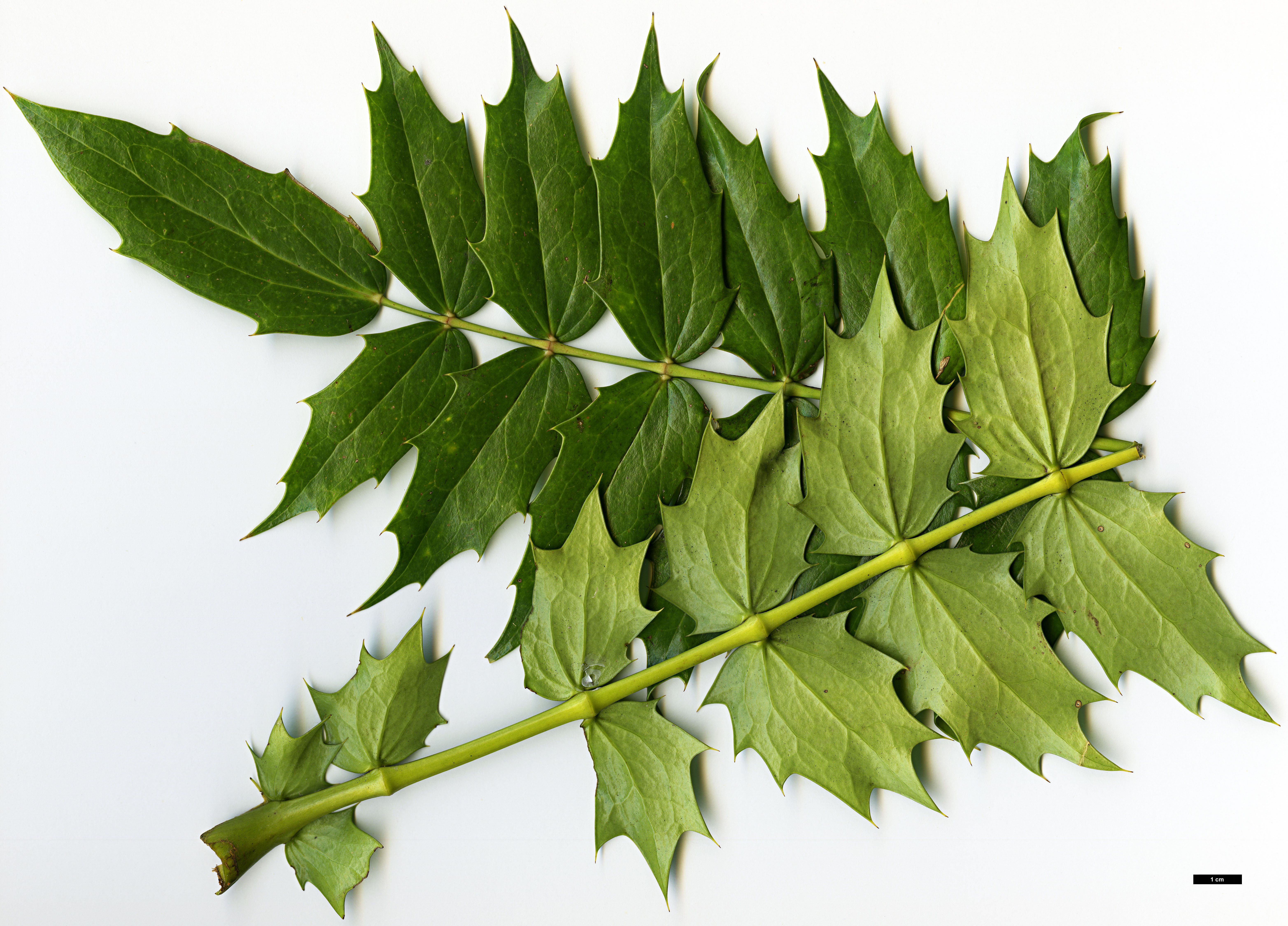 High resolution image: Family: Berberidaceae - Genus: Mahonia - Taxon: acanthifolia