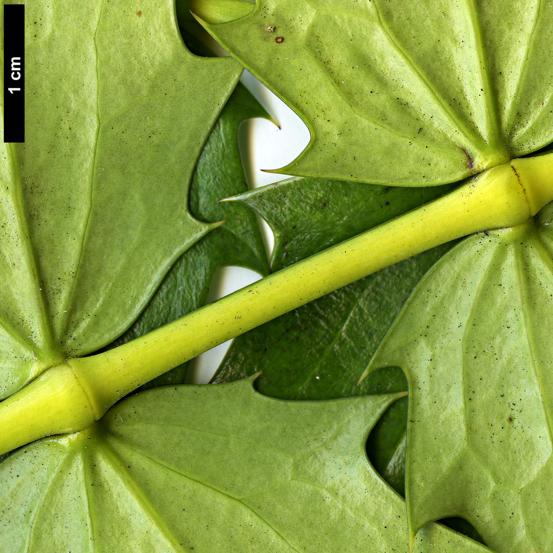 High resolution image: Family: Berberidaceae - Genus: Mahonia - Taxon: acanthifolia