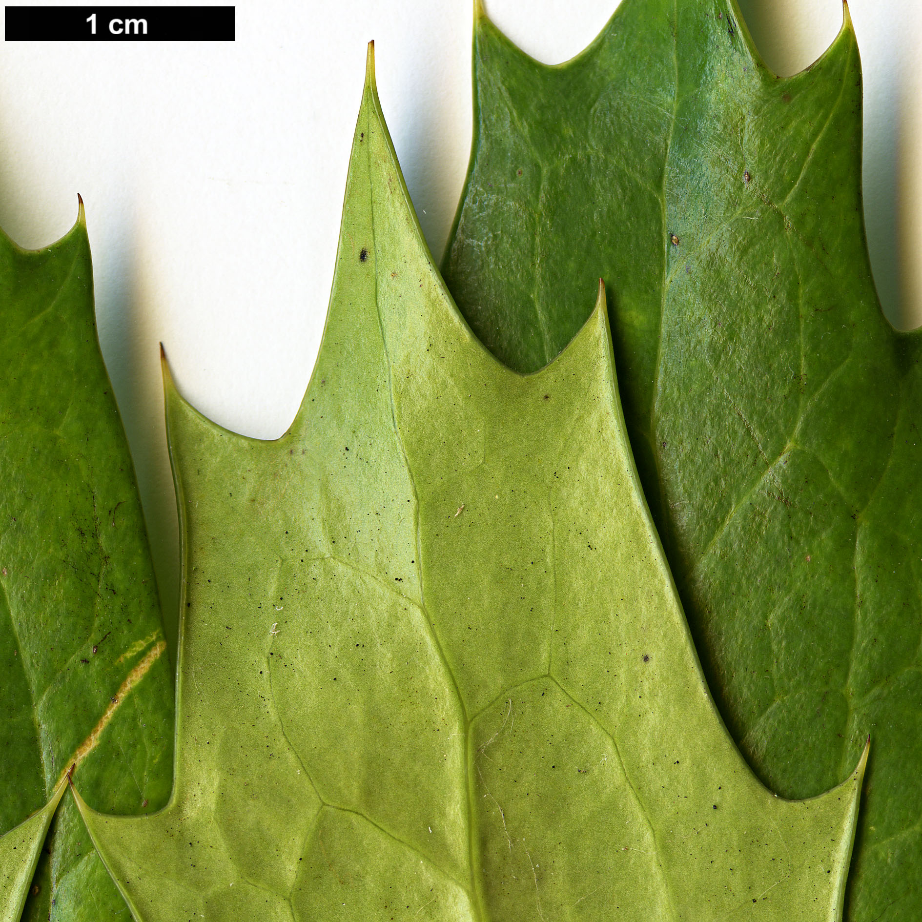 High resolution image: Family: Berberidaceae - Genus: Mahonia - Taxon: acanthifolia