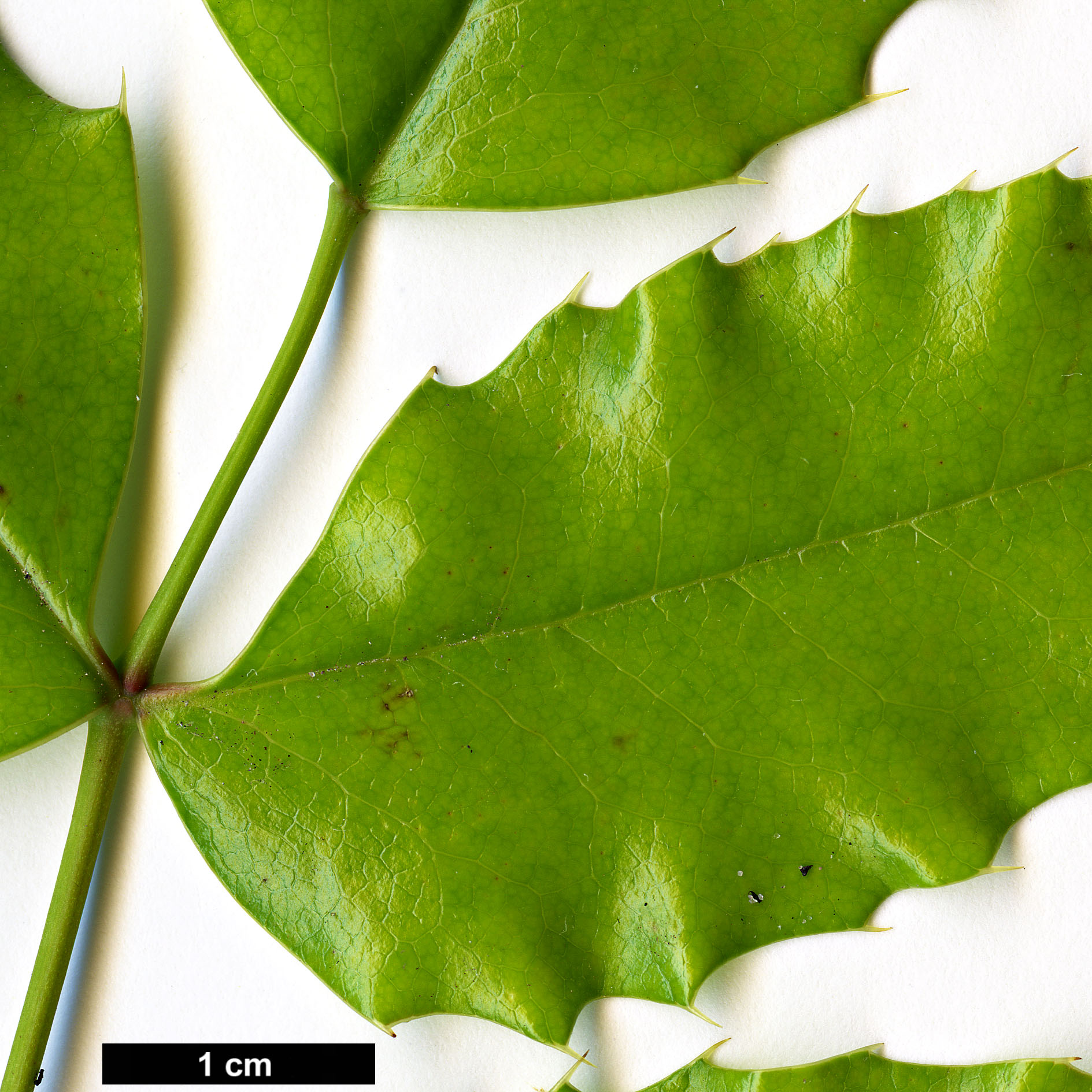 High resolution image: Family: Berberidaceae - Genus: Mahonia - Taxon: aquifolium