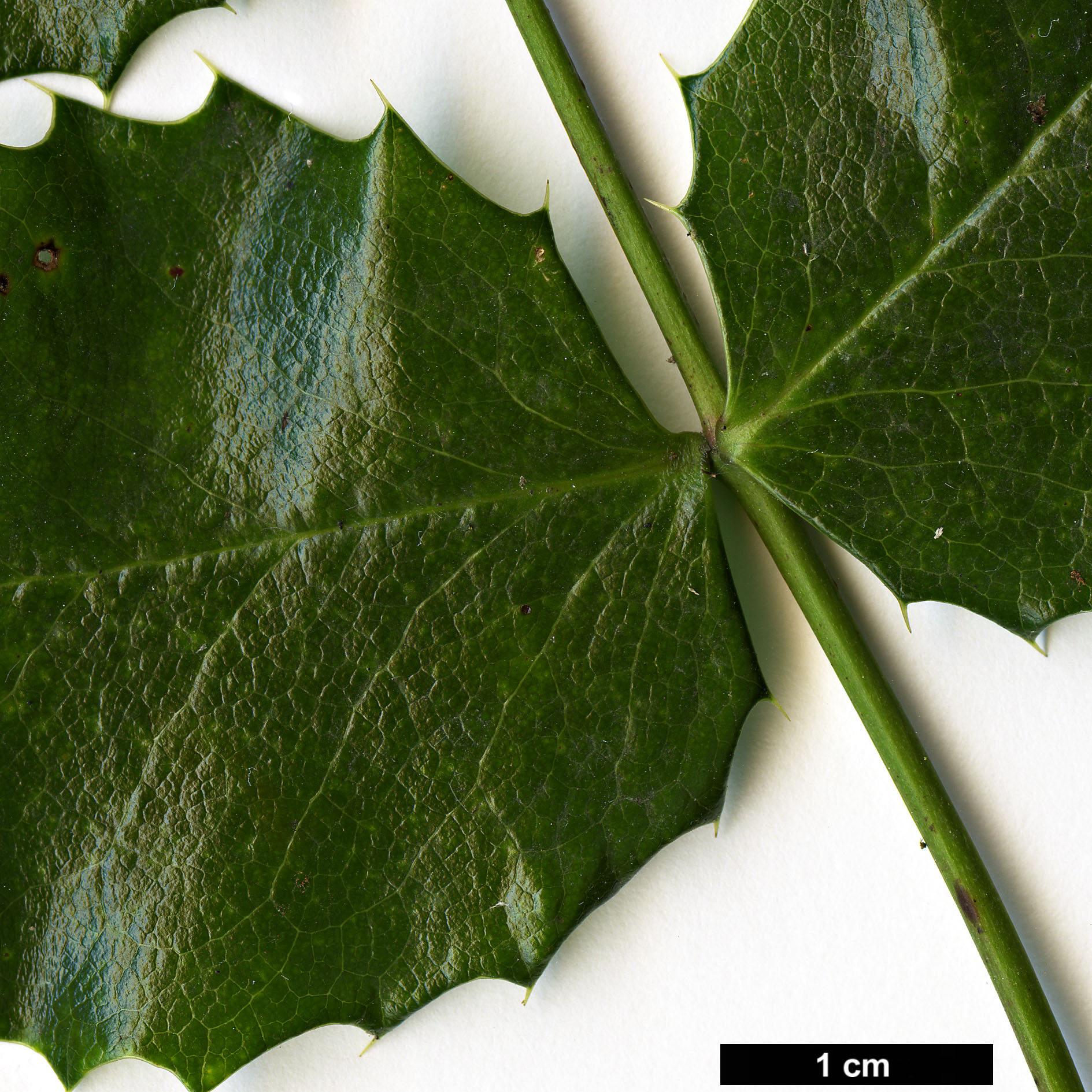 High resolution image: Family: Berberidaceae - Genus: Mahonia - Taxon: aquifolium