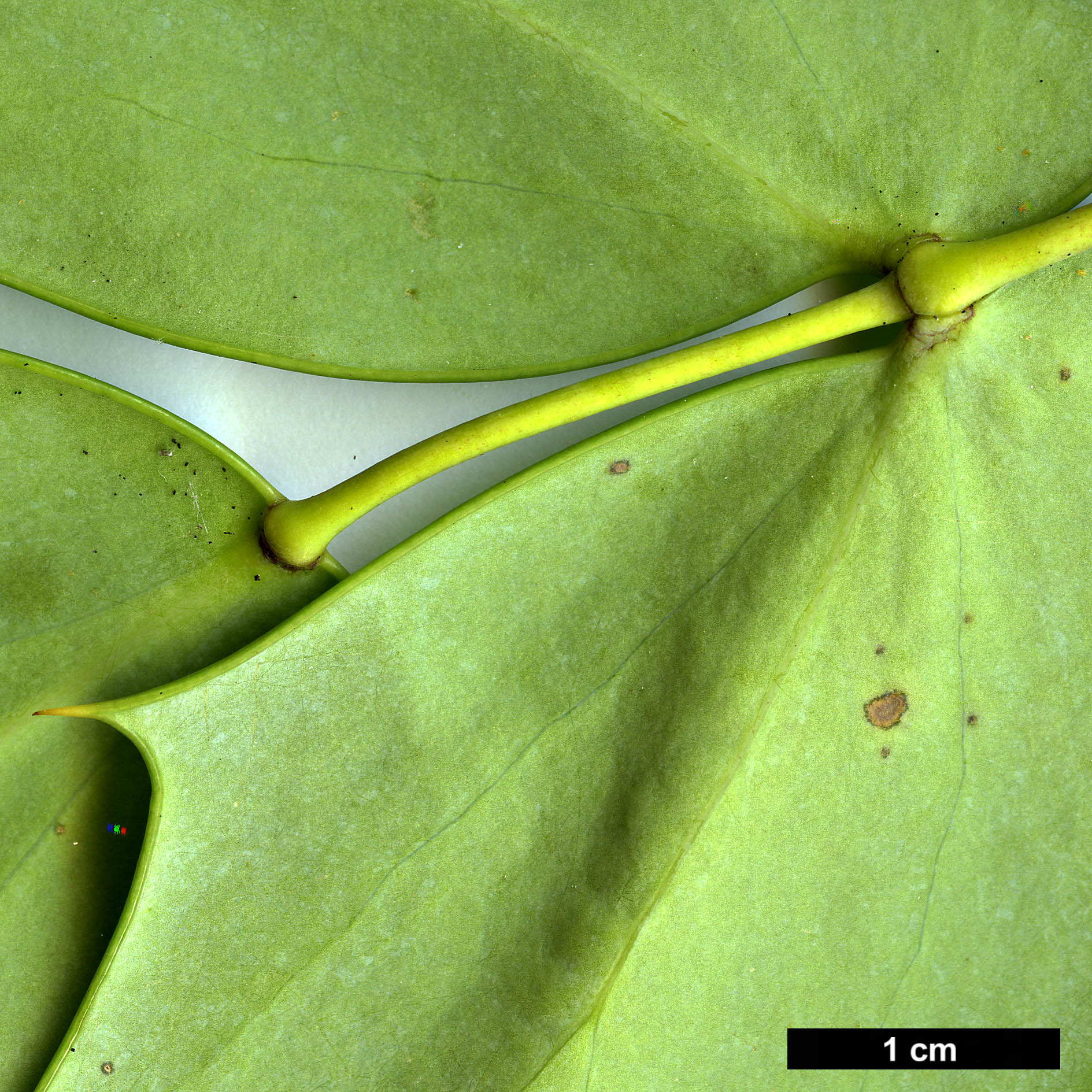 High resolution image: Family: Berberidaceae - Genus: Mahonia - Taxon: bealei