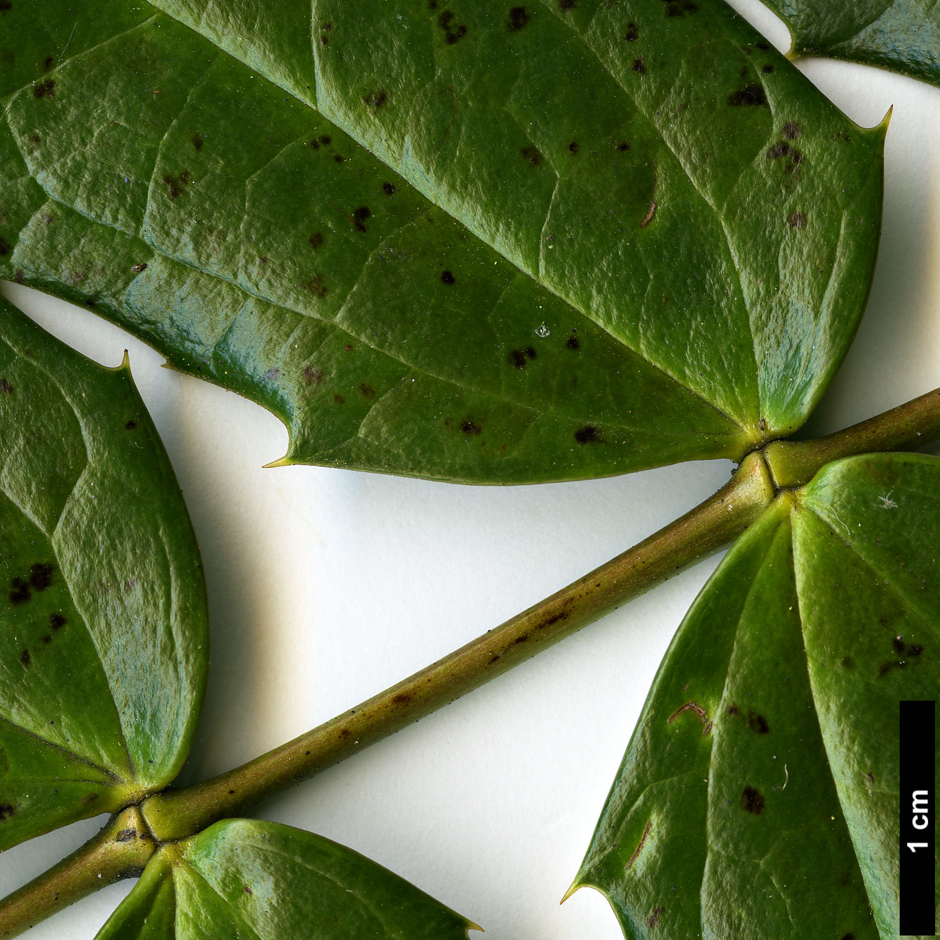 High resolution image: Family: Berberidaceae - Genus: Mahonia - Taxon: bodinieri