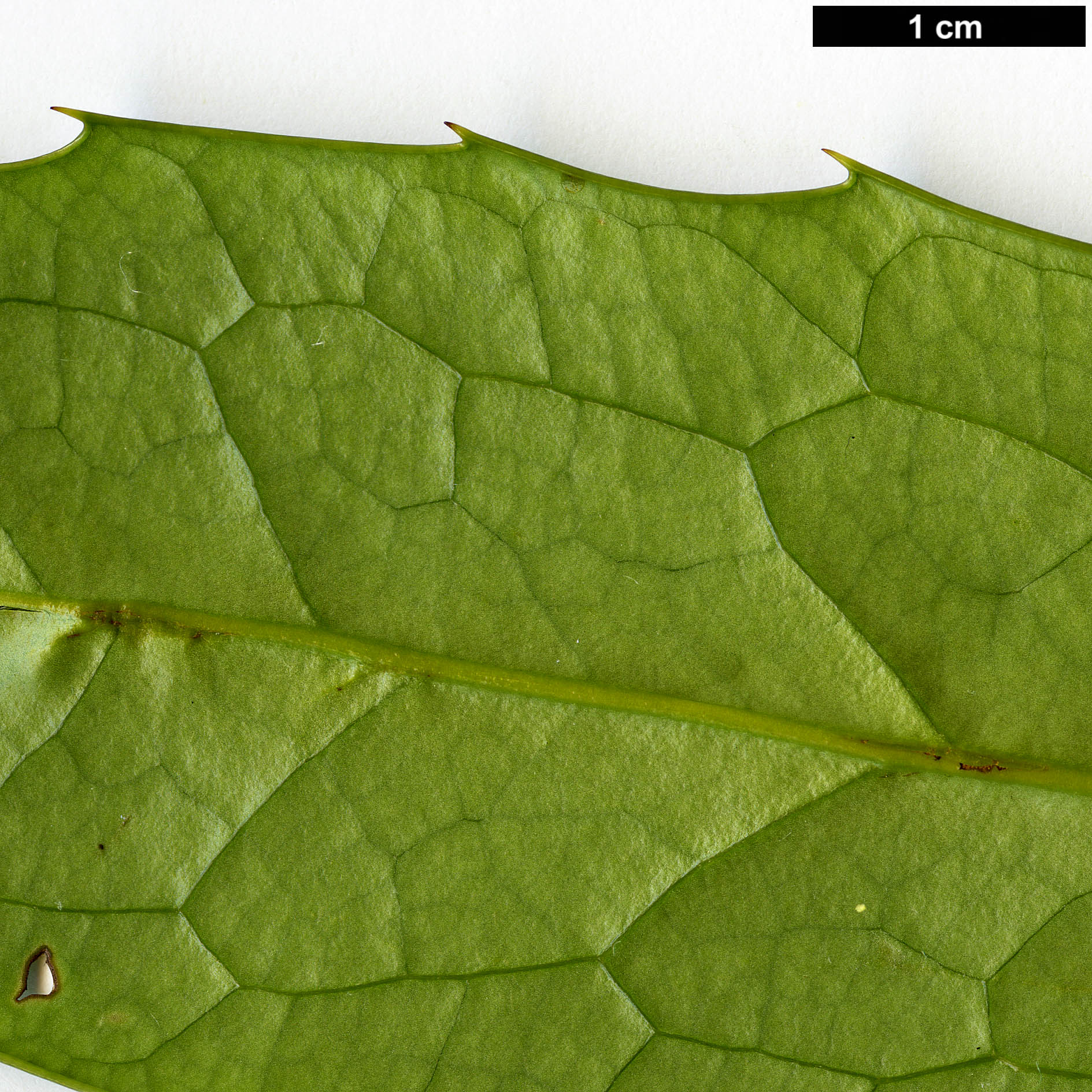 High resolution image: Family: Berberidaceae - Genus: Mahonia - Taxon: bodinieri