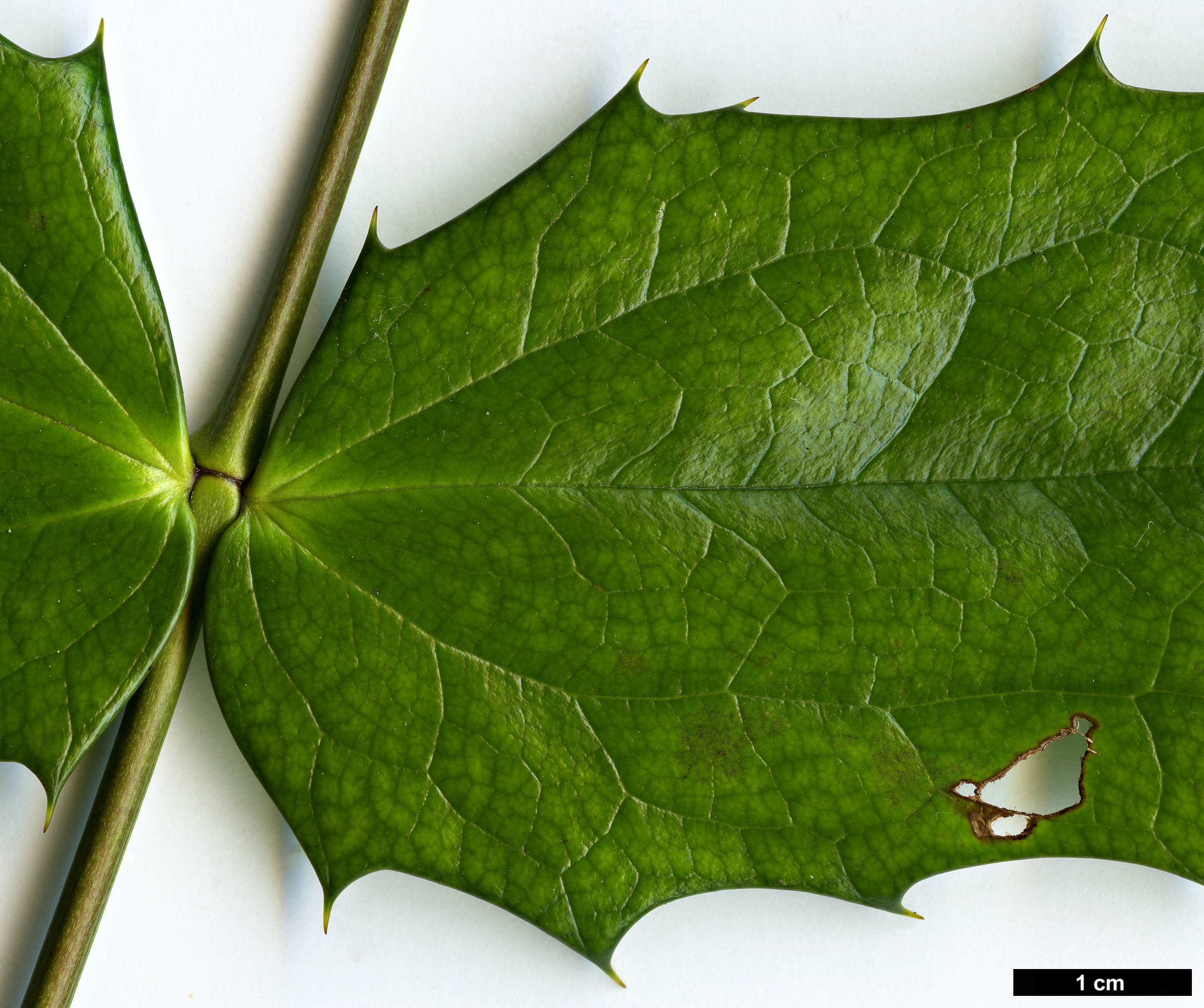 High resolution image: Family: Berberidaceae - Genus: Mahonia - Taxon: bodinieri