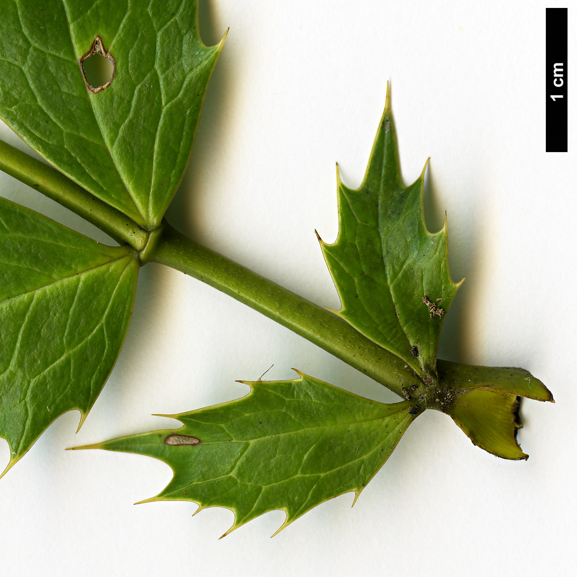 High resolution image: Family: Berberidaceae - Genus: Mahonia - Taxon: calamicaulis