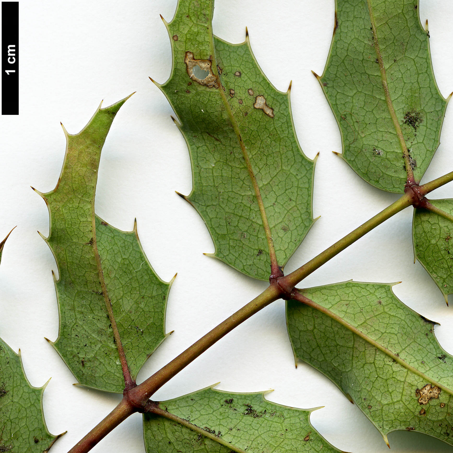 High resolution image: Family: Berberidaceae - Genus: Mahonia - Taxon: druckerei