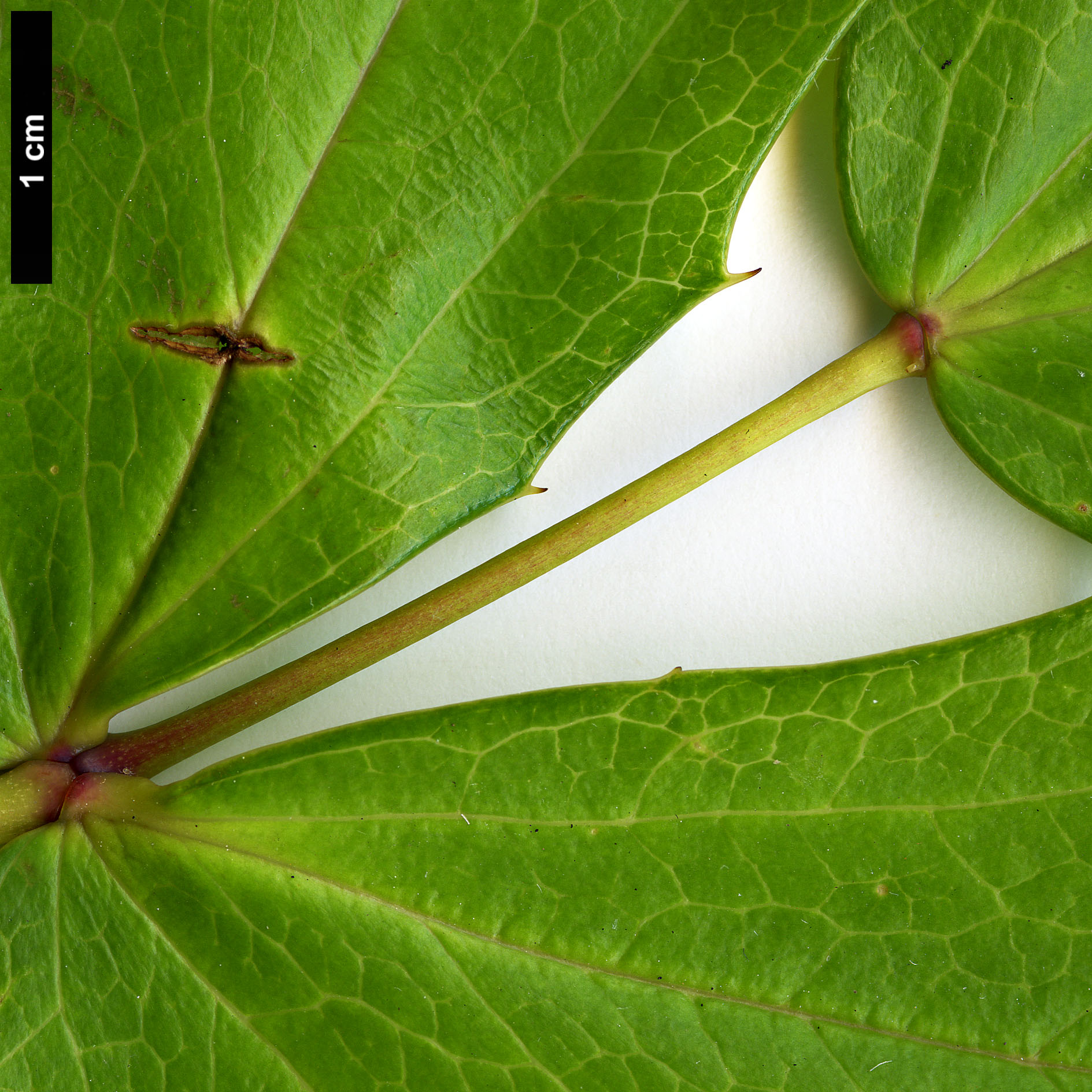 High resolution image: Family: Berberidaceae - Genus: Mahonia - Taxon: duclouxiana