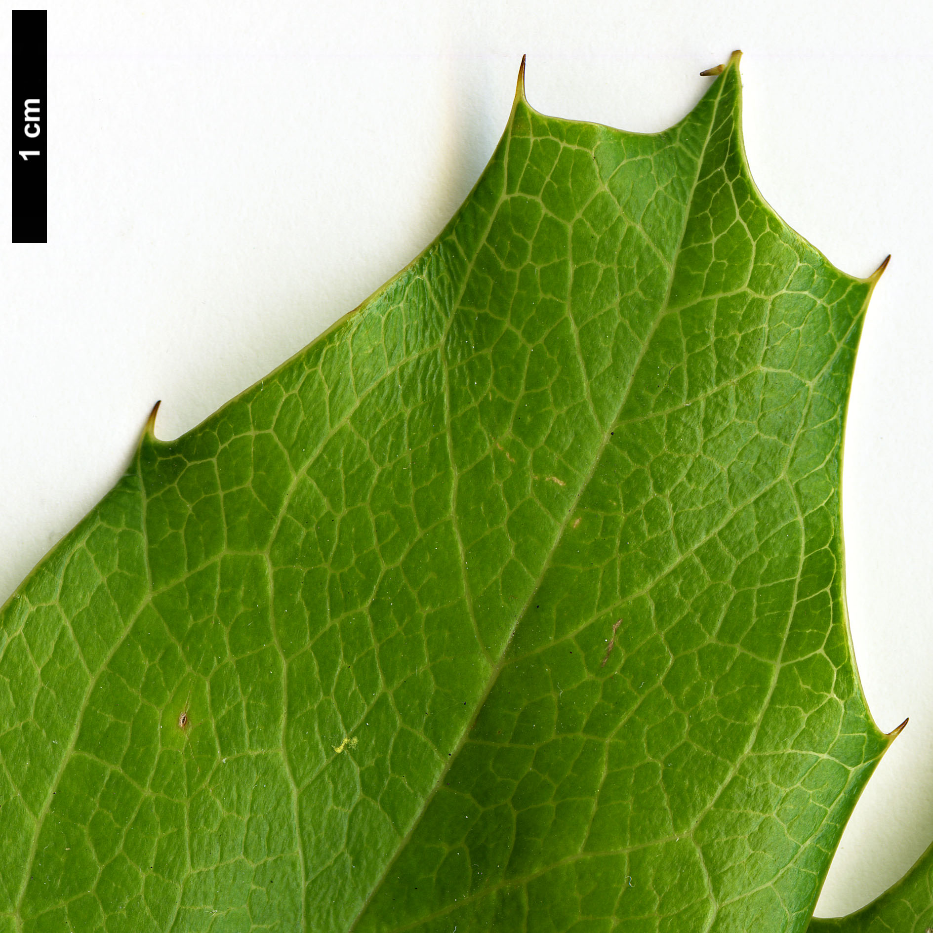 High resolution image: Family: Berberidaceae - Genus: Mahonia - Taxon: duclouxiana