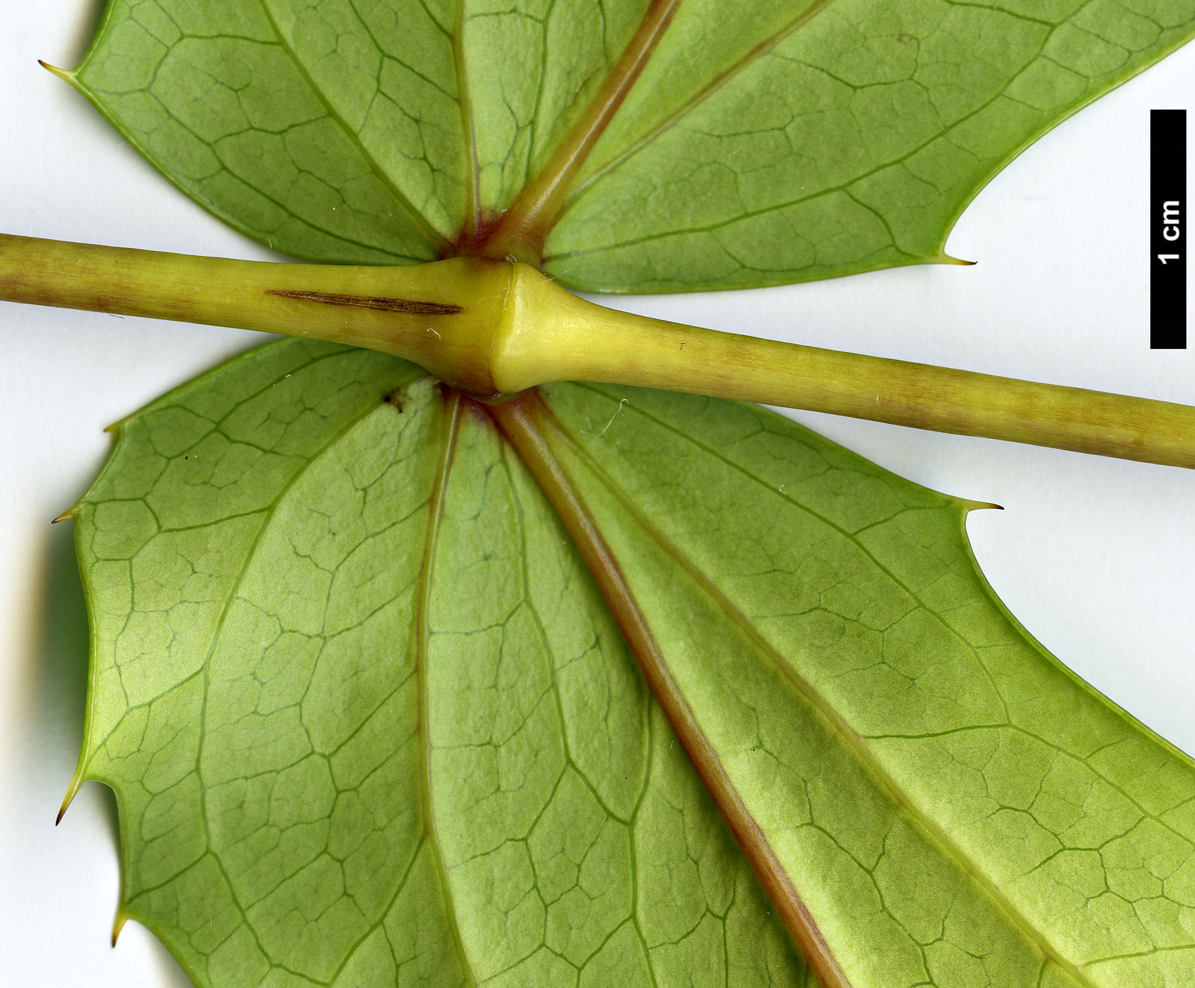 High resolution image: Family: Berberidaceae - Genus: Mahonia - Taxon: duclouxiana