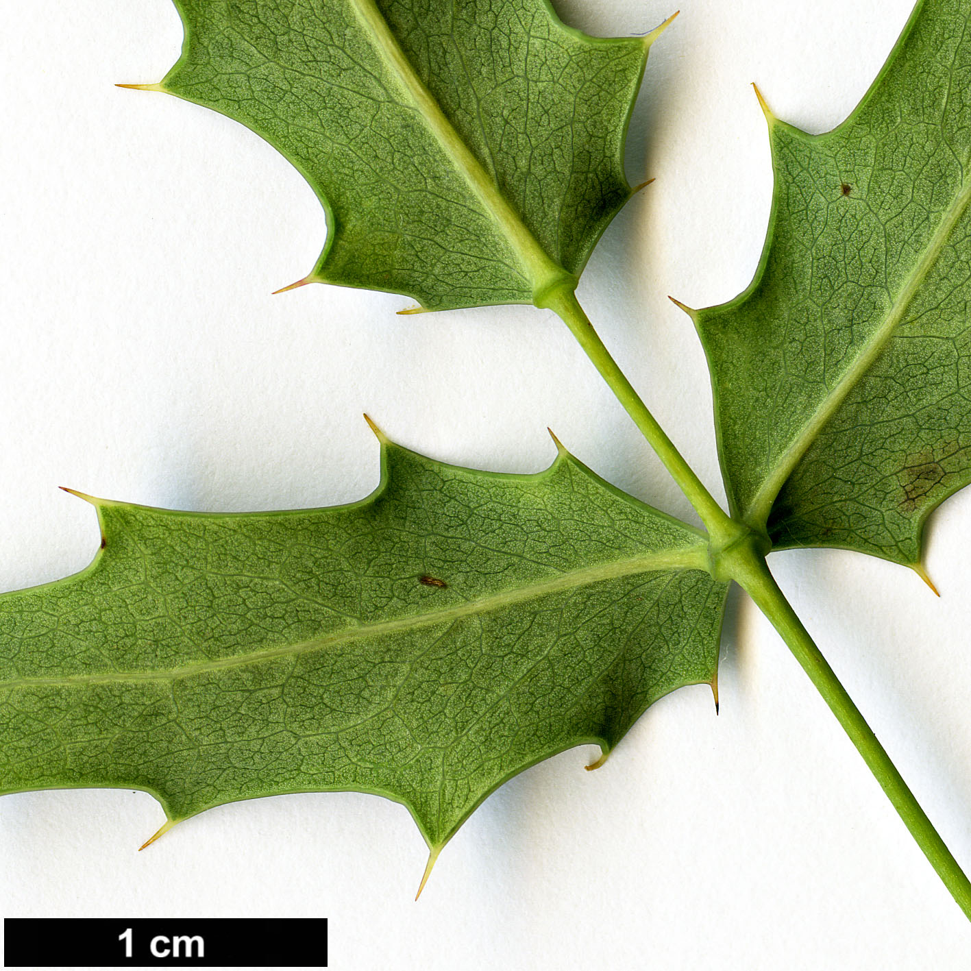 High resolution image: Family: Berberidaceae - Genus: Mahonia - Taxon: haematocarpa