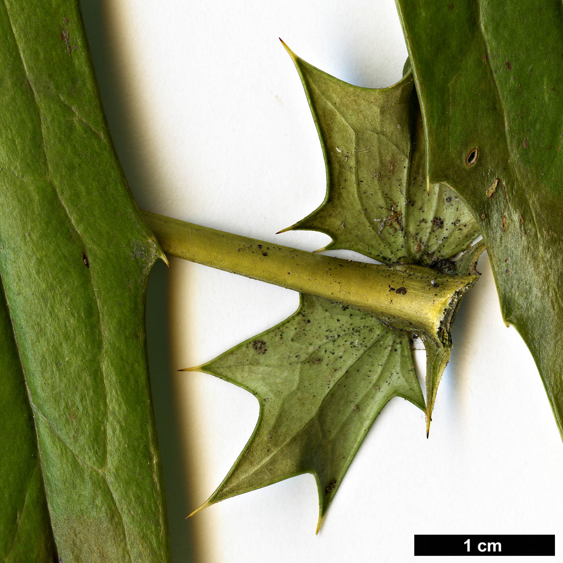 High resolution image: Family: Berberidaceae - Genus: Mahonia - Taxon: huiliensis