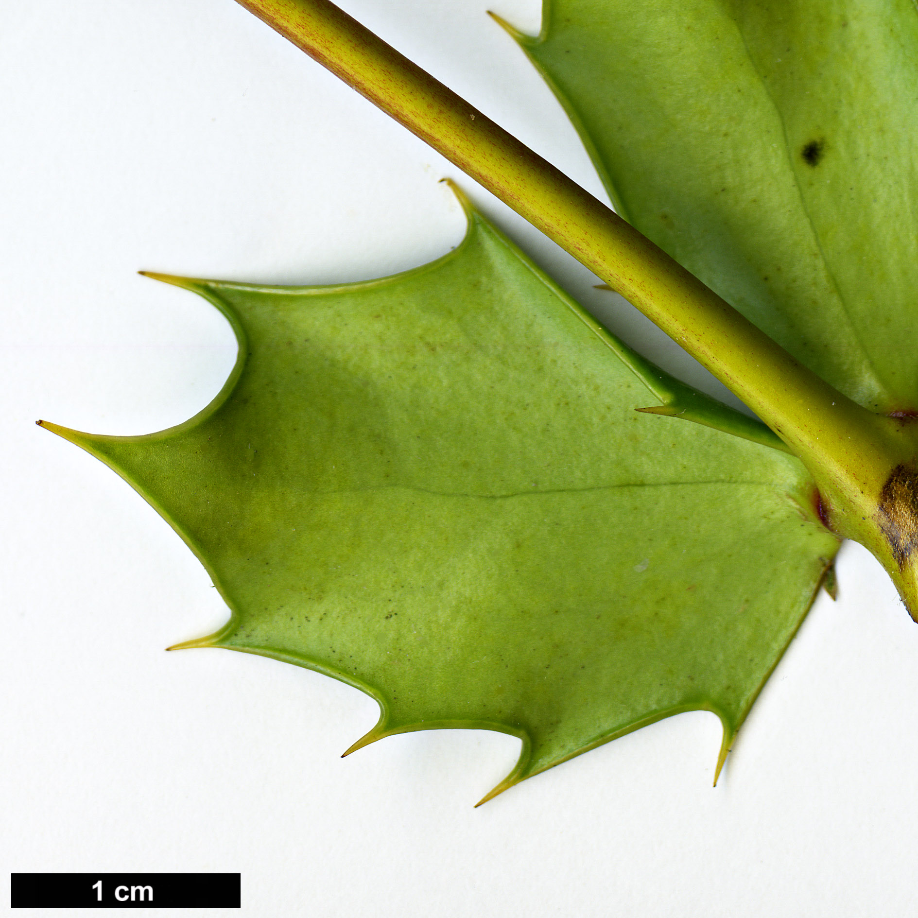 High resolution image: Family: Berberidaceae - Genus: Mahonia - Taxon: japonica