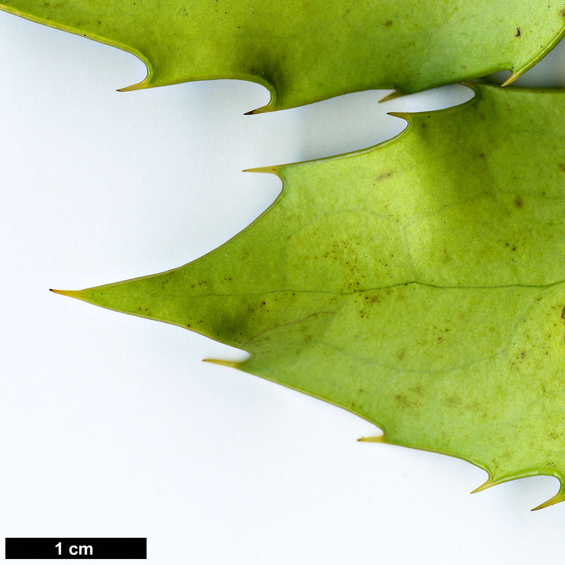 High resolution image: Family: Berberidaceae - Genus: Mahonia - Taxon: japonica