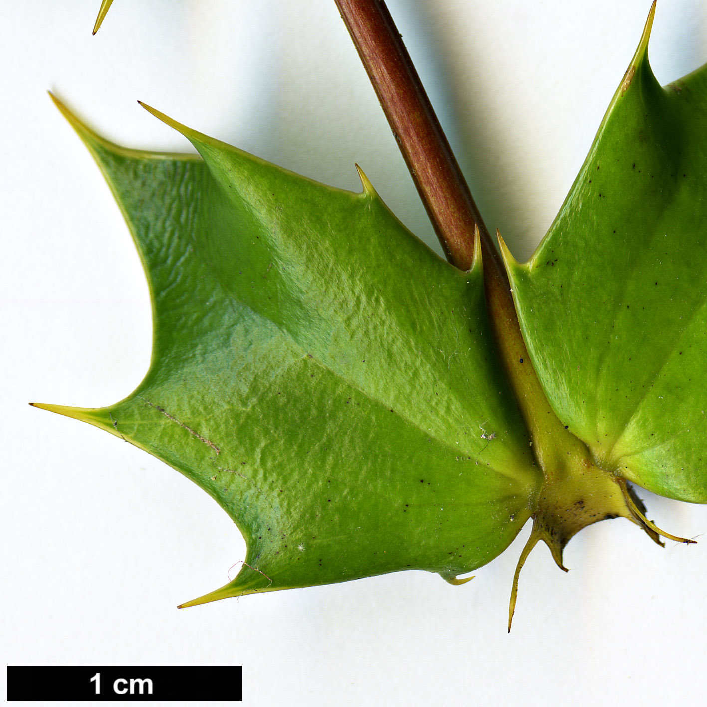 High resolution image: Family: Berberidaceae - Genus: Mahonia - Taxon: japonica