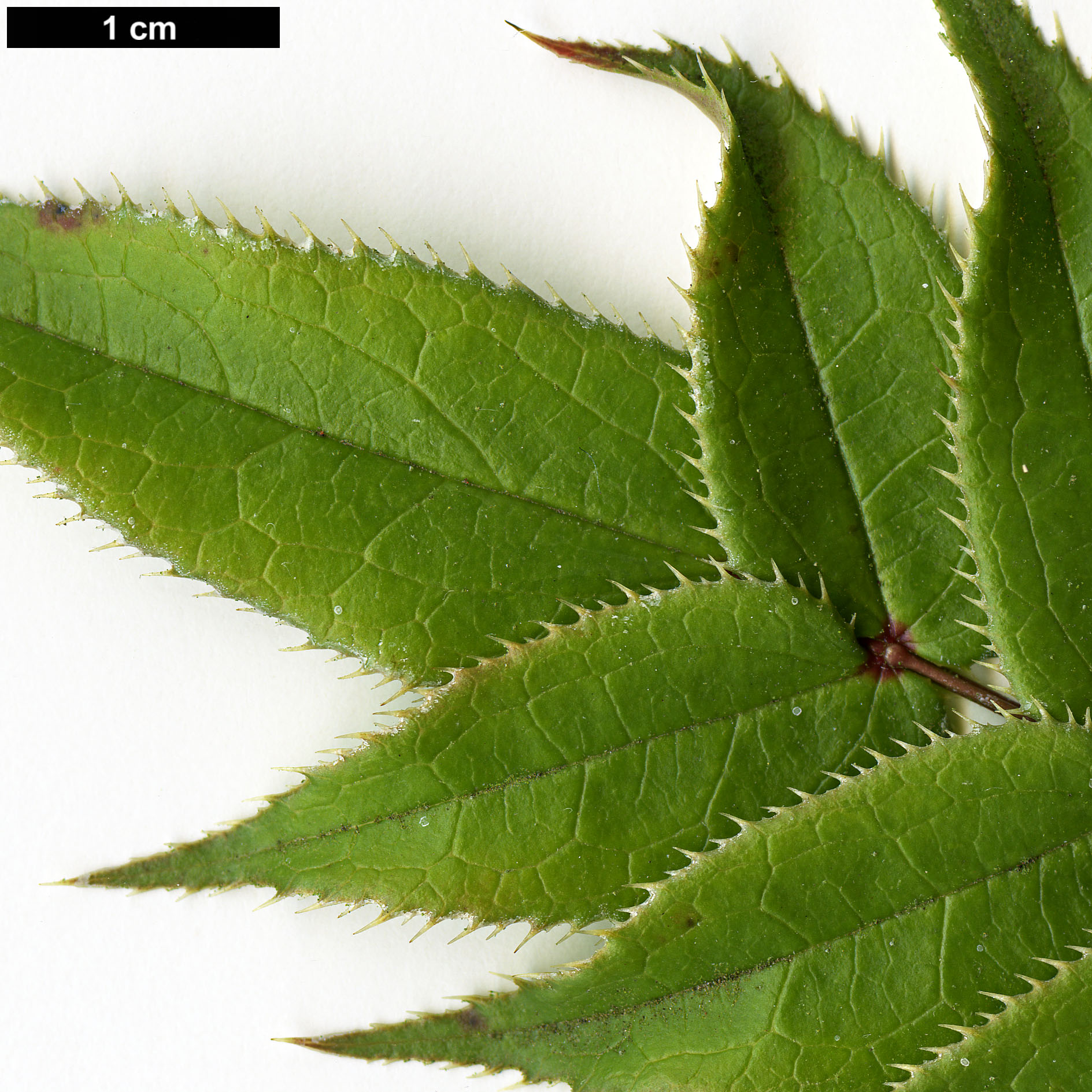 High resolution image: Family: Berberidaceae - Genus: Mahonia - Taxon: leptodonta