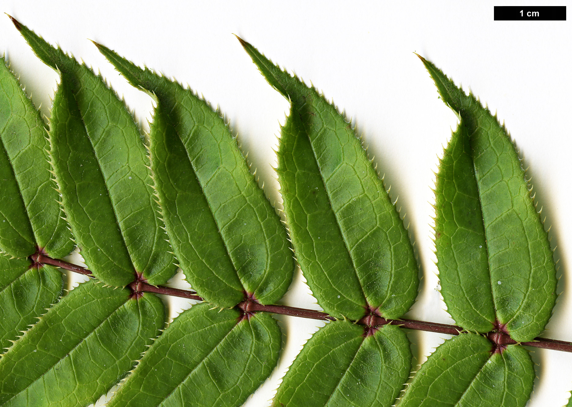 High resolution image: Family: Berberidaceae - Genus: Mahonia - Taxon: leptodonta