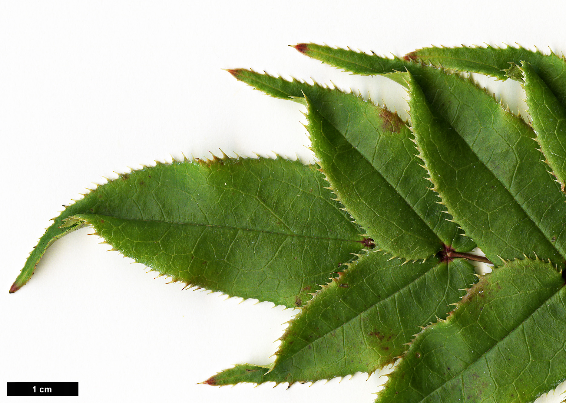 High resolution image: Family: Berberidaceae - Genus: Mahonia - Taxon: leptodonta