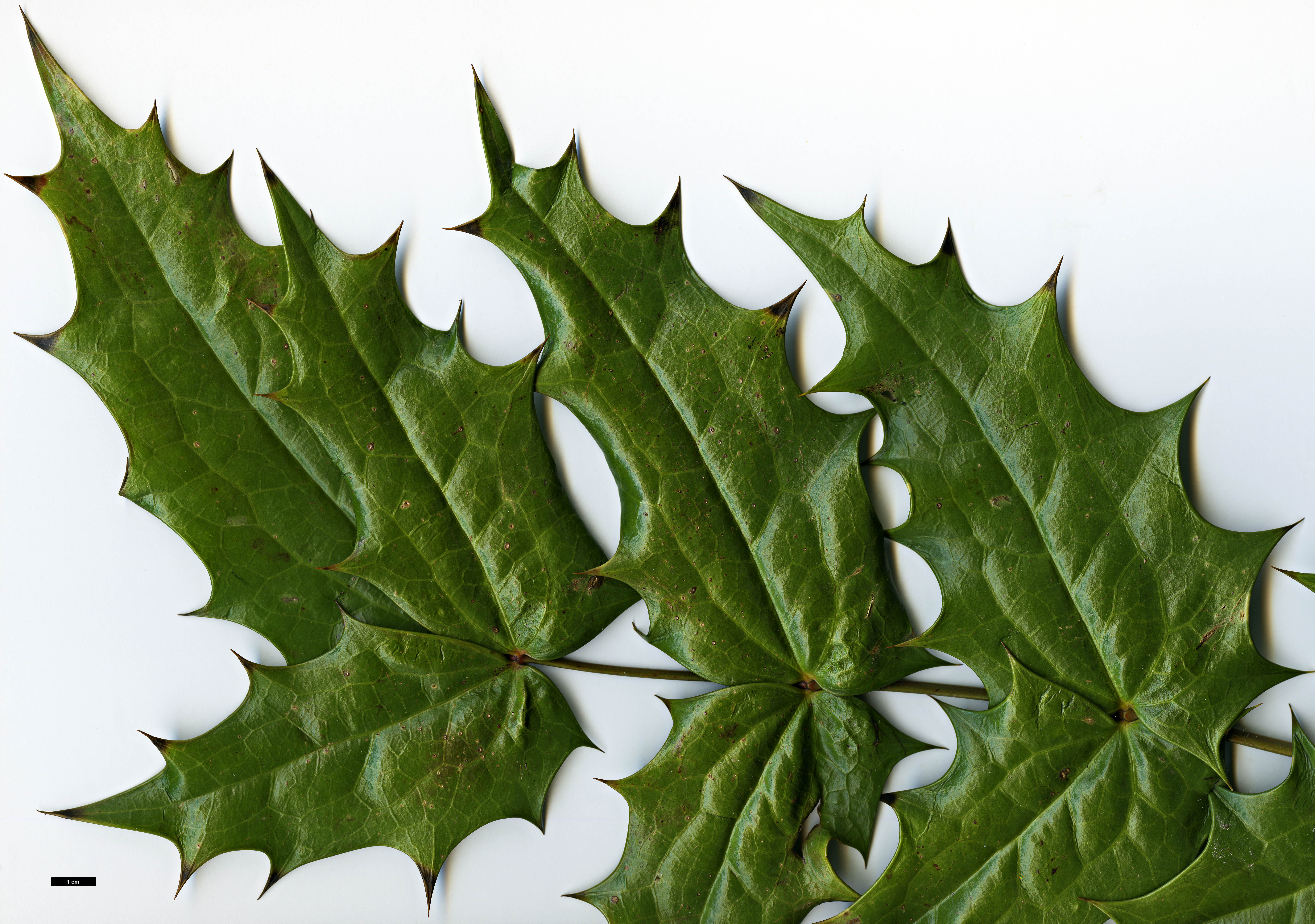 High resolution image: Family: Berberidaceae - Genus: Mahonia - Taxon: leveilleana