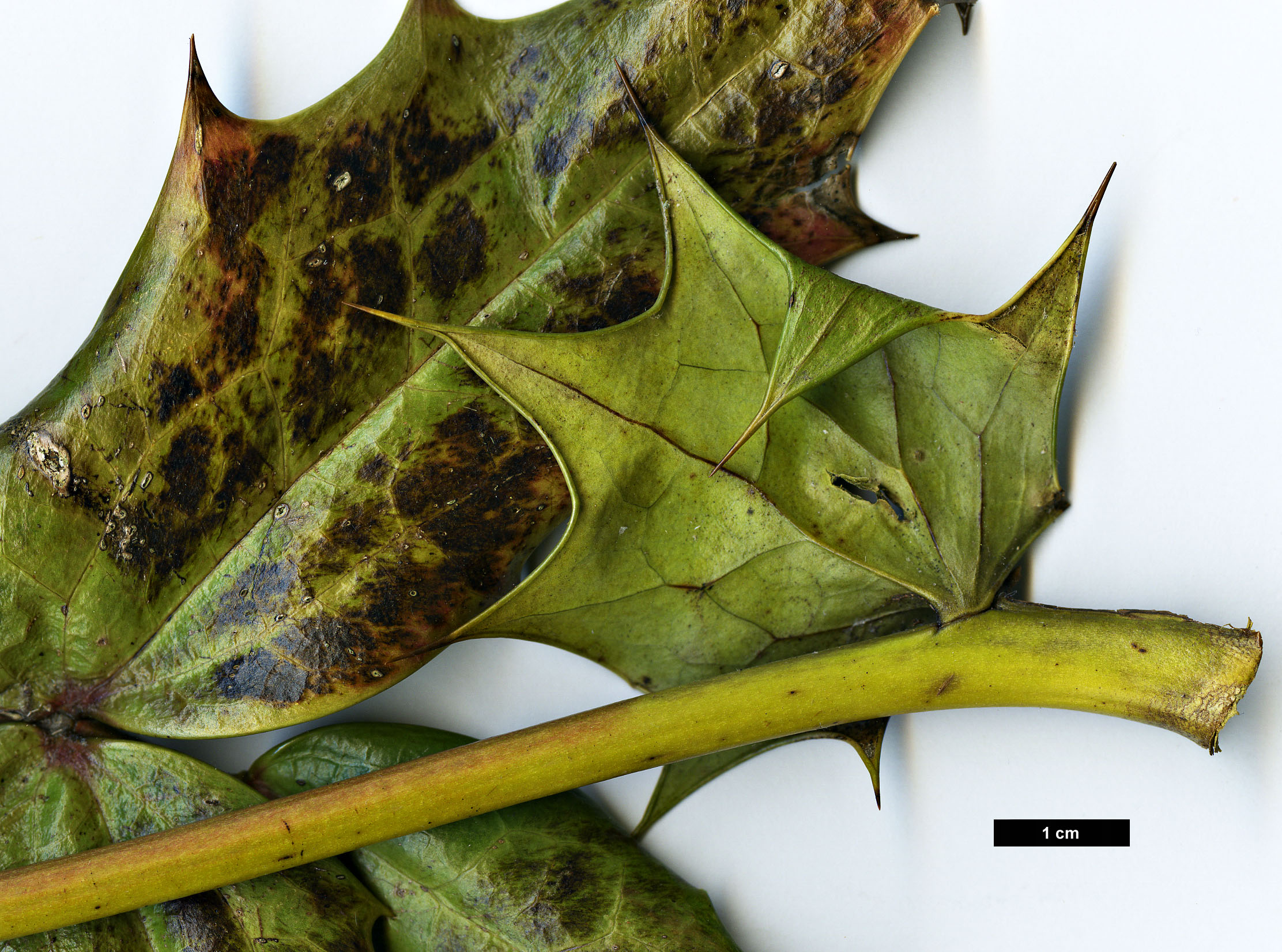 High resolution image: Family: Berberidaceae - Genus: Mahonia - Taxon: leveilleana