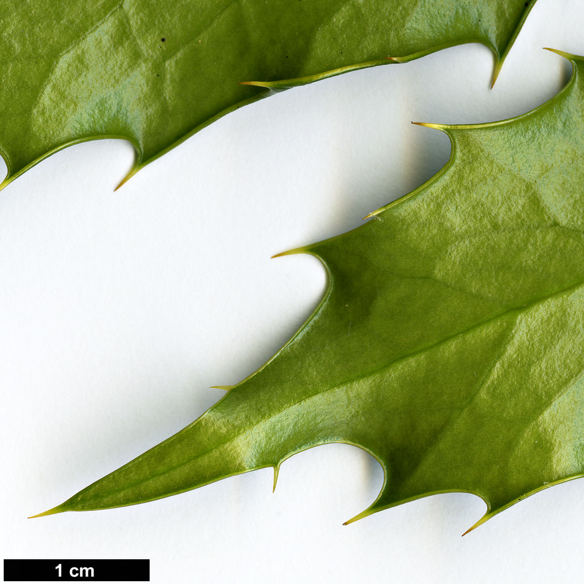 High resolution image: Family: Berberidaceae - Genus: Mahonia - Taxon: longibracteata