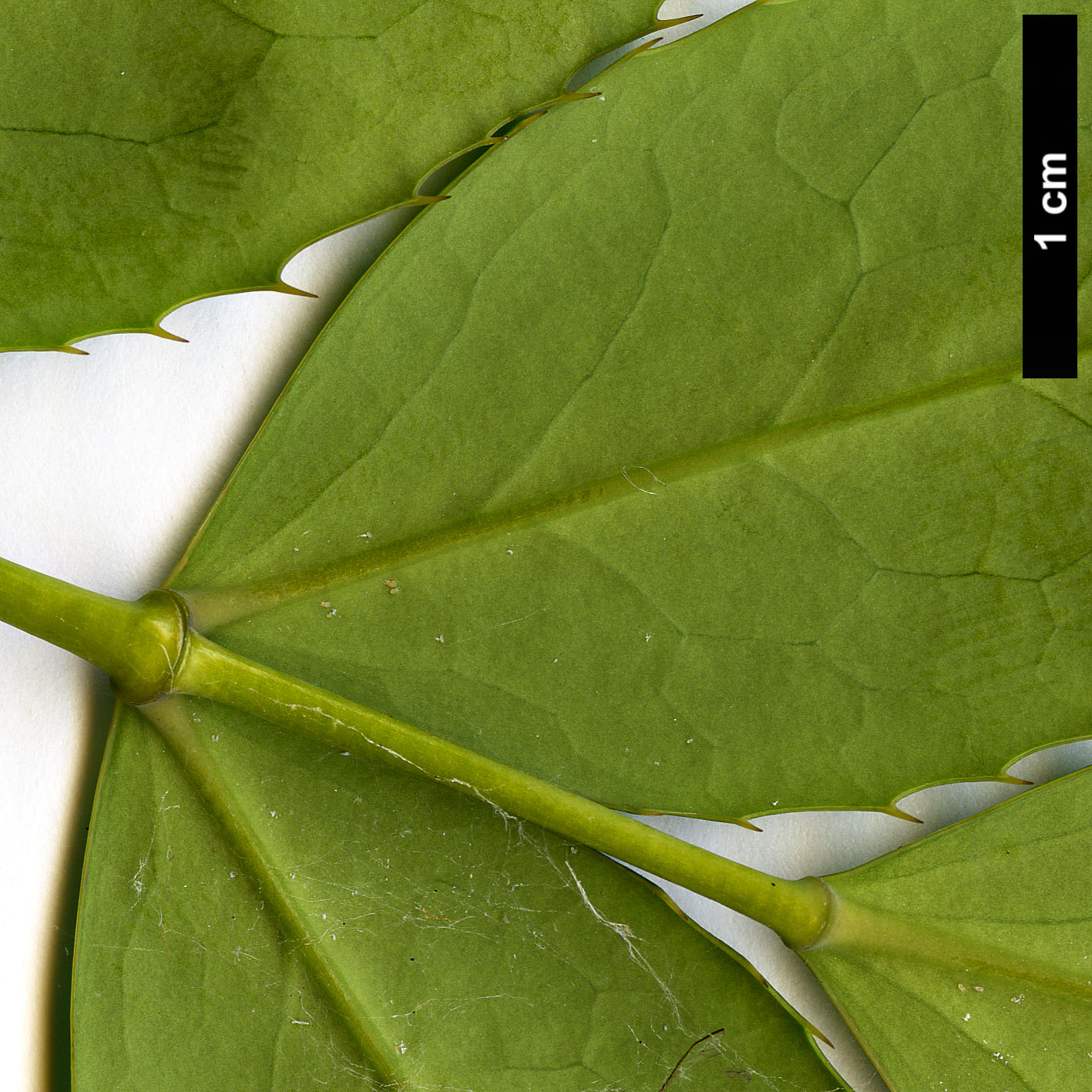 High resolution image: Family: Berberidaceae - Genus: Mahonia - Taxon: lushuiensis