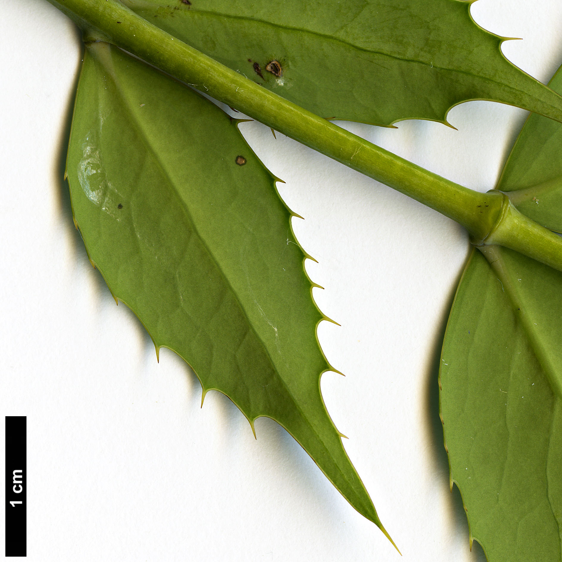 High resolution image: Family: Berberidaceae - Genus: Mahonia - Taxon: lushuiensis