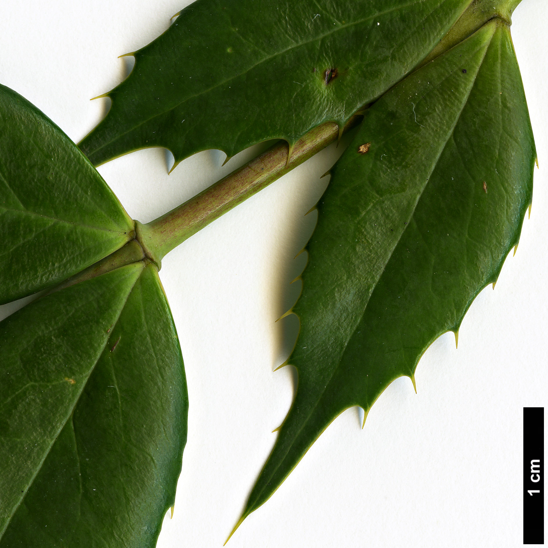 High resolution image: Family: Berberidaceae - Genus: Mahonia - Taxon: lushuiensis